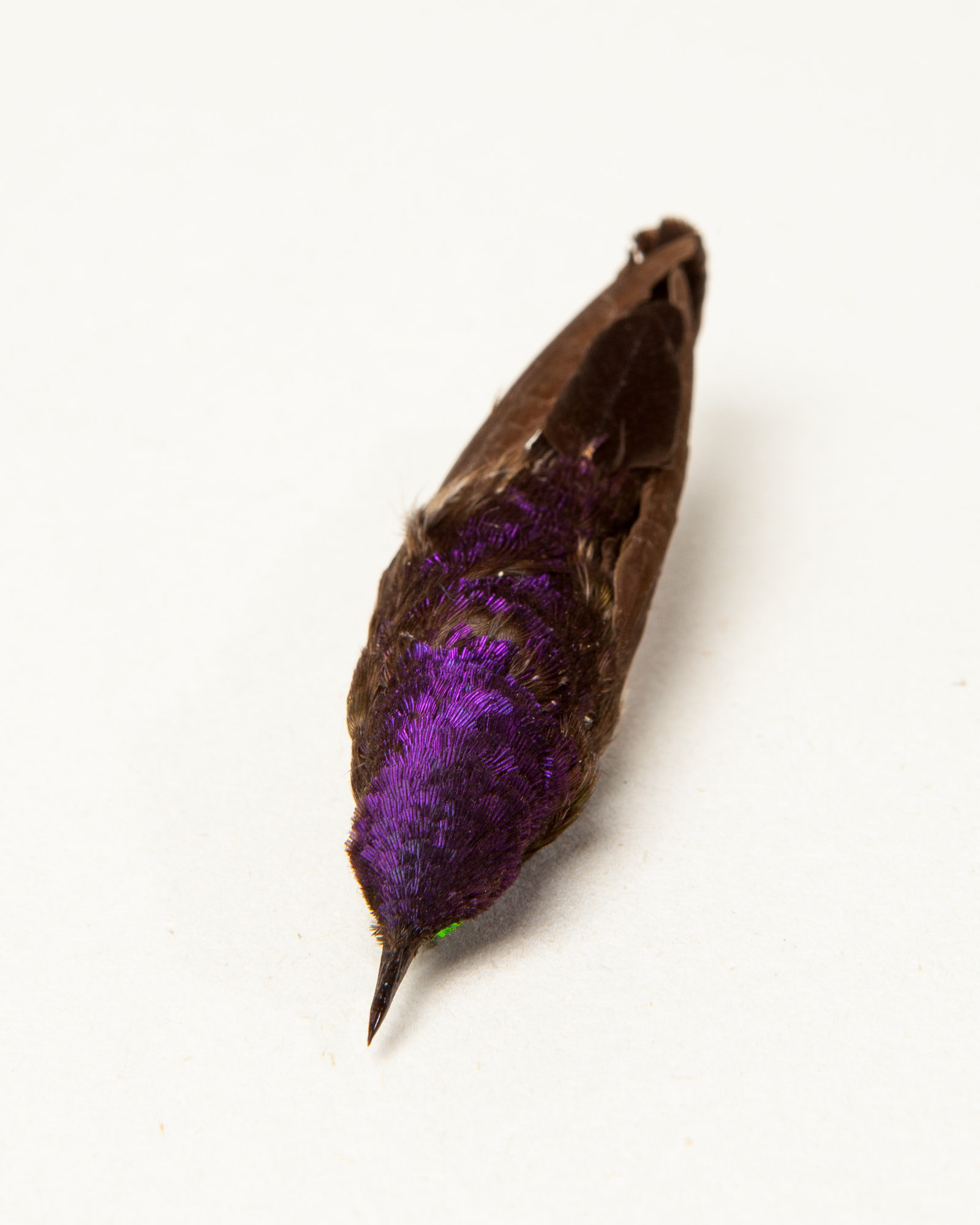 Purple-backed thornbill