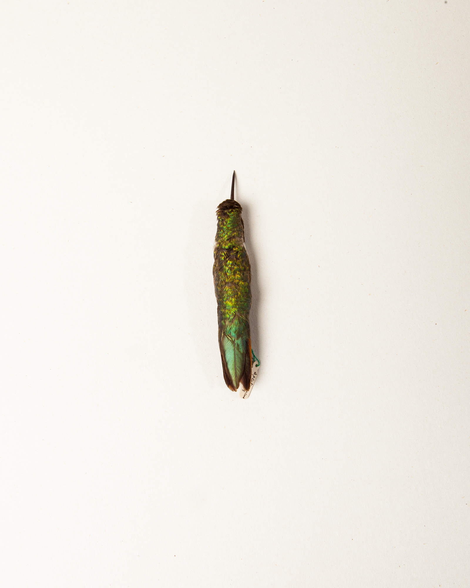 Broad-tailed hummingbird