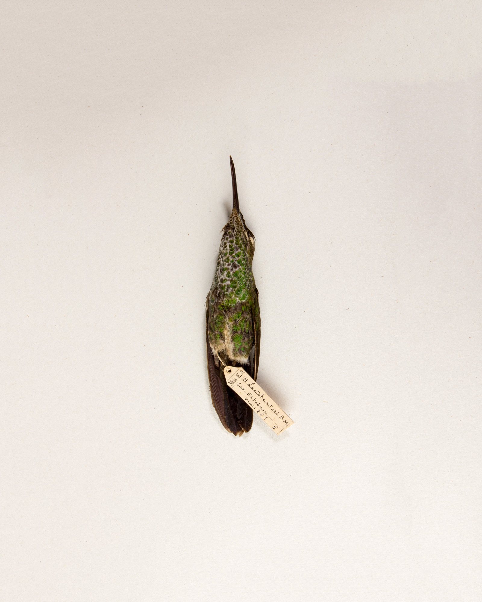 Violet-fronted brilliant