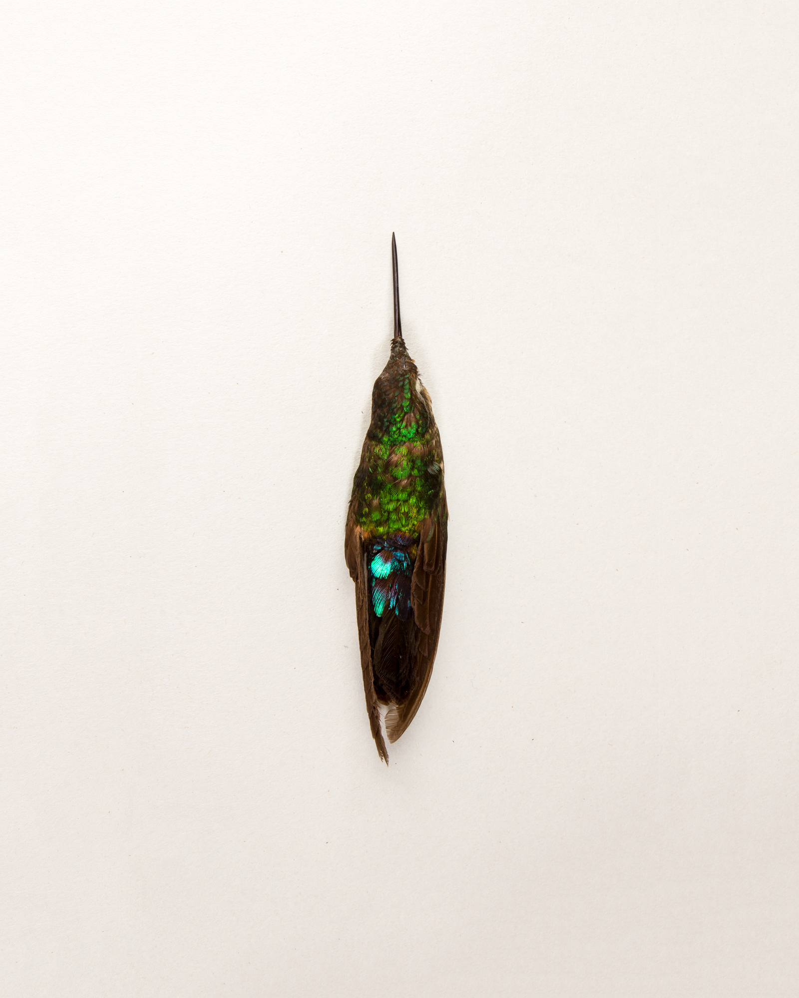 Blue-throated starfrontlet