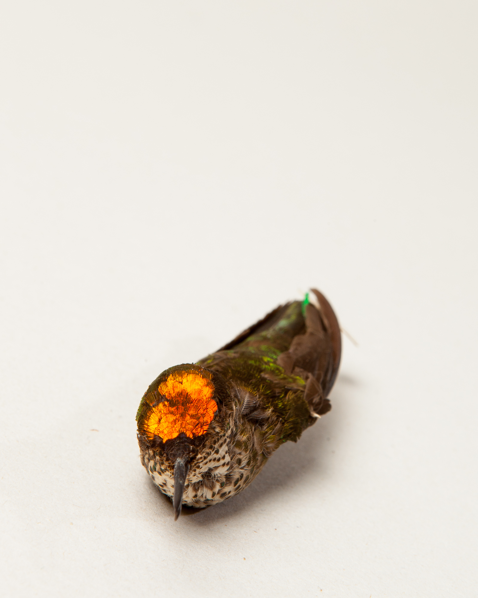 Copper-rumped Hummingbird