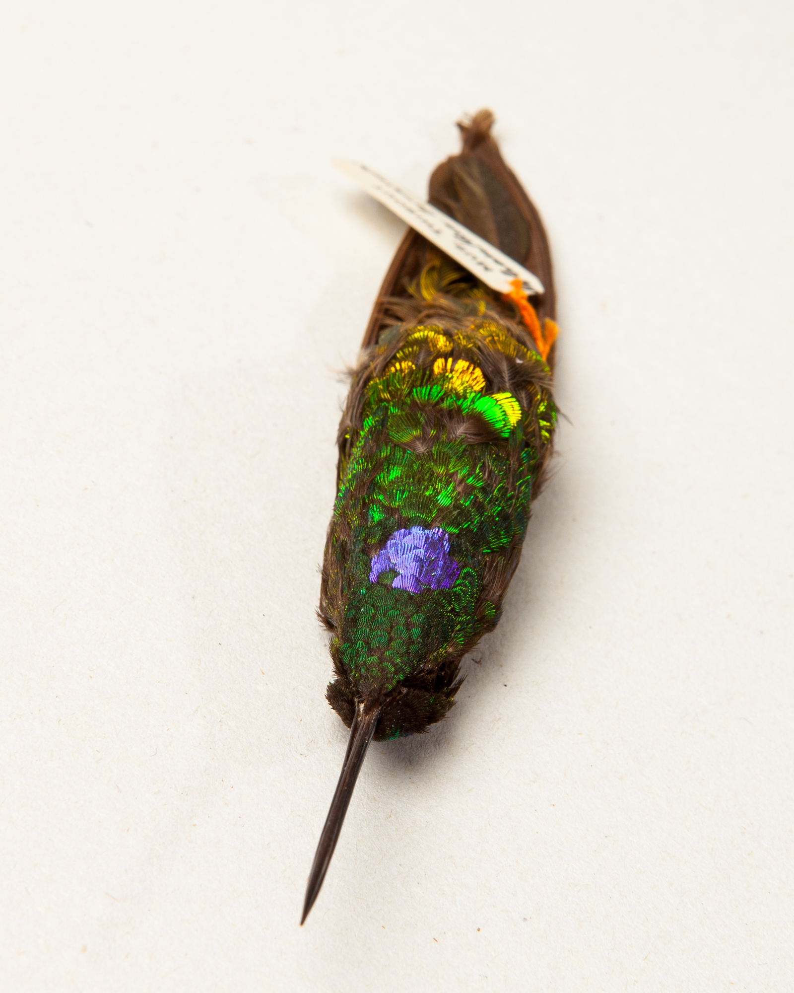 Golden-bellied starfrontlet