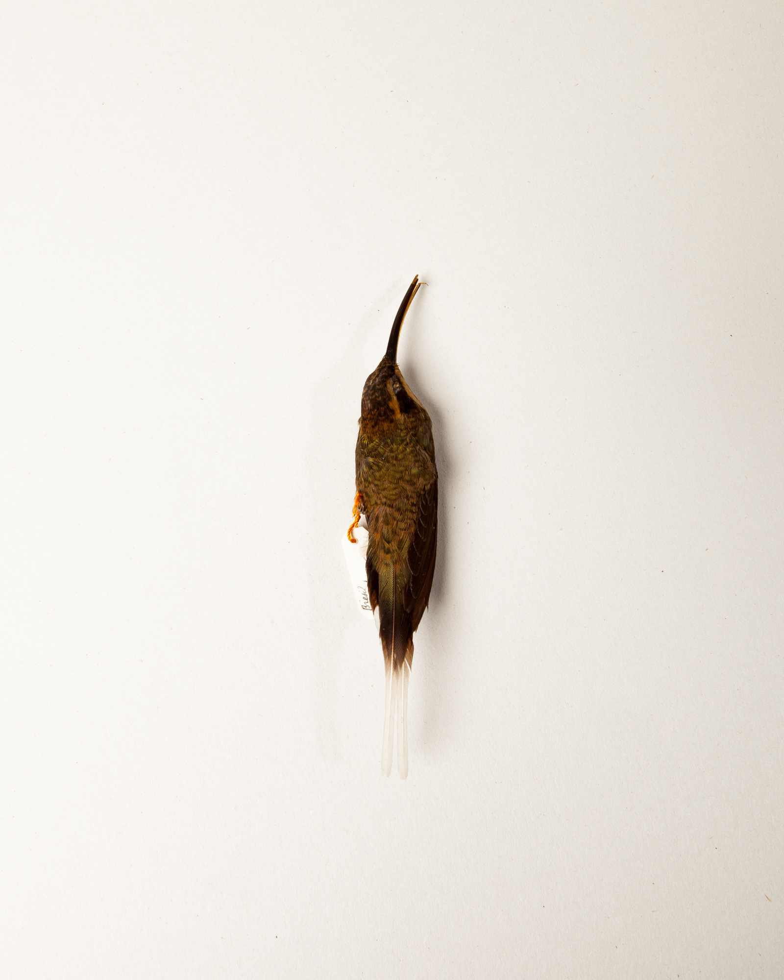 Scale-throated hermit