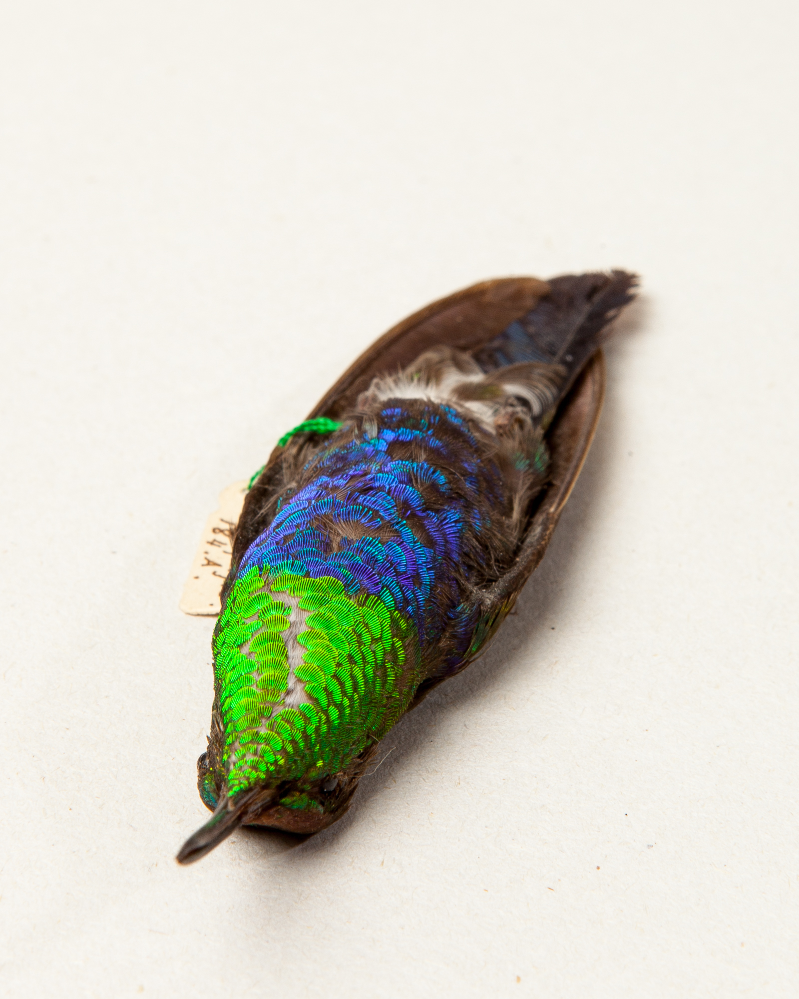 Fork-tailed woodnymph