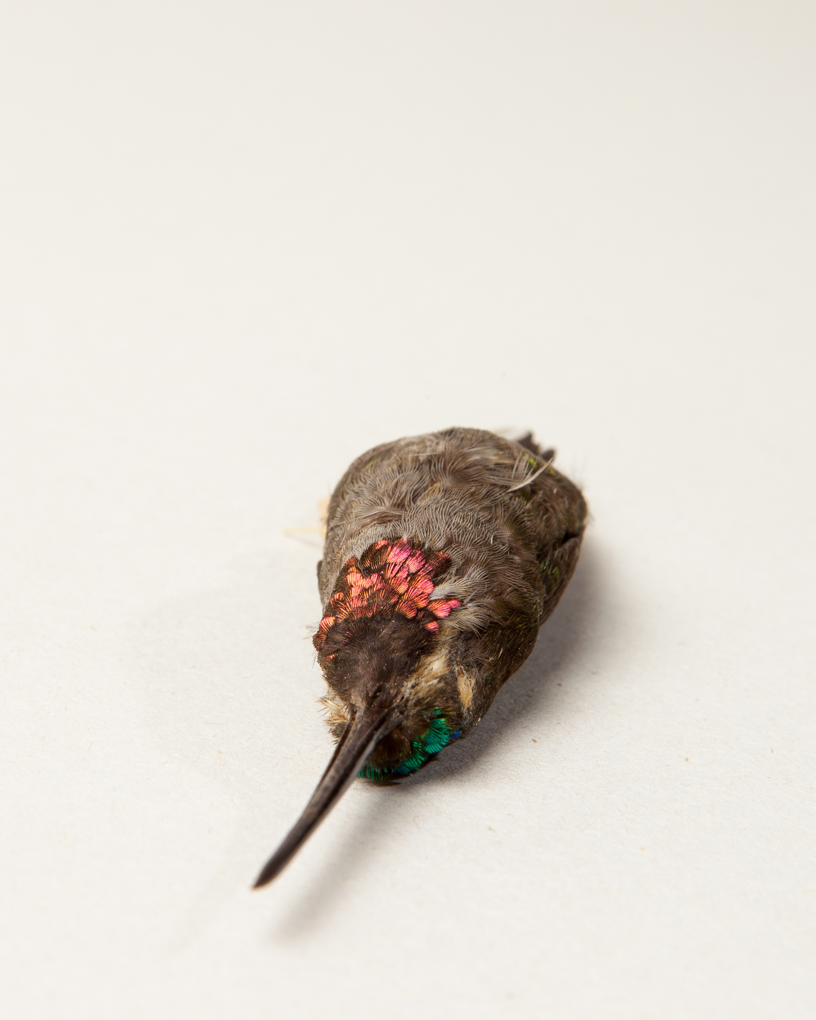 Long-billed starthroat