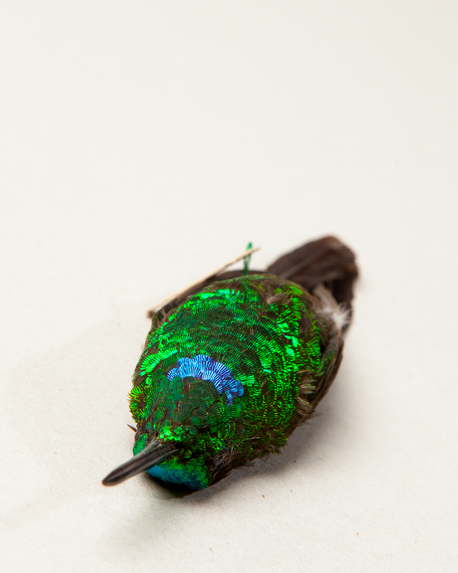 Green-crowned brilliant