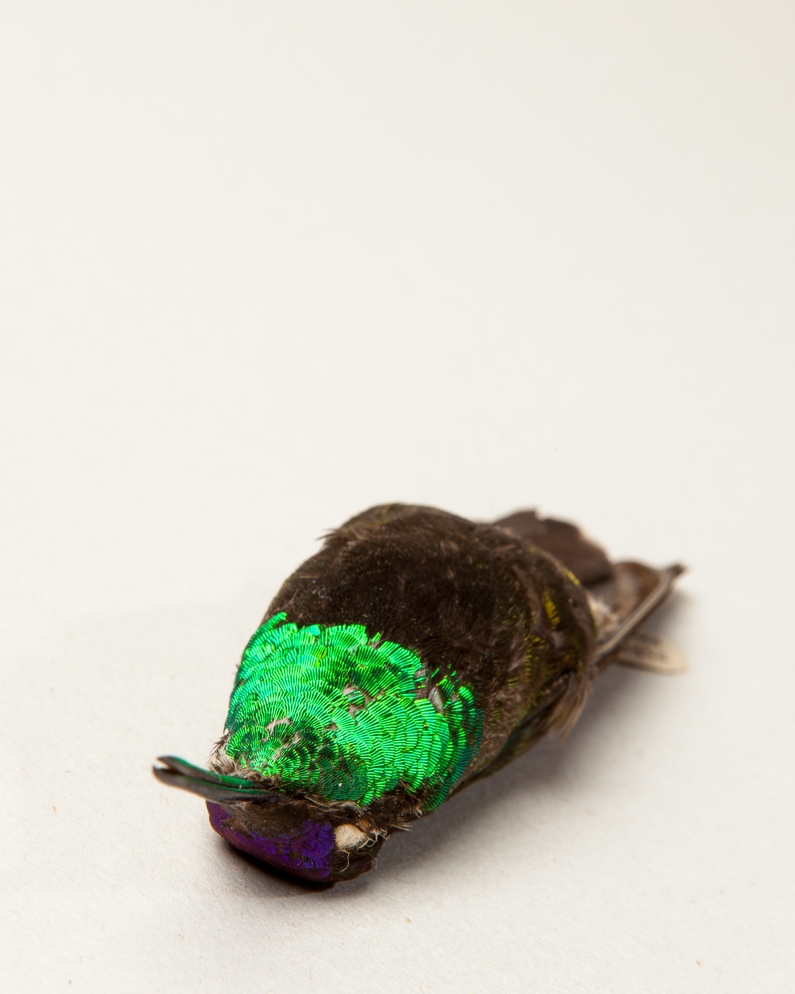 Rivoli's Hummingbird