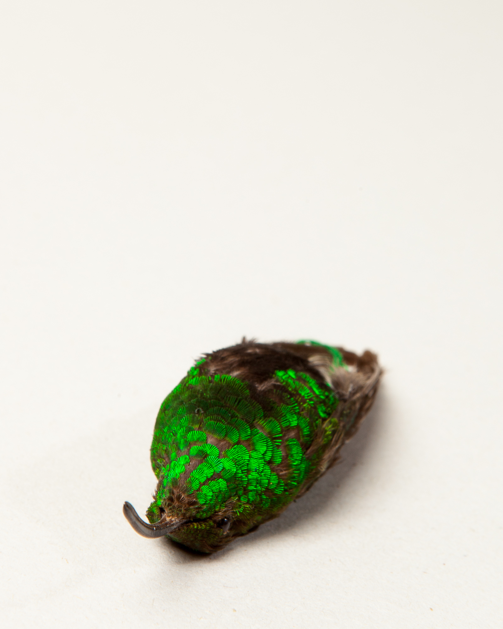 Mountain velvetbreast