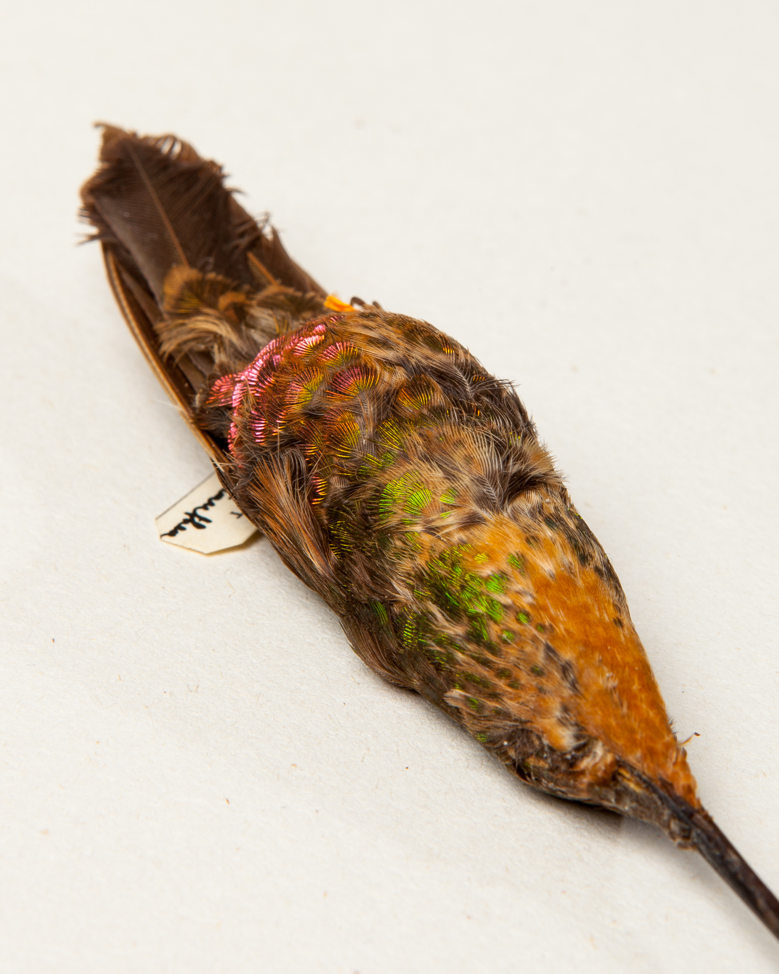 Mountain velvetbreast