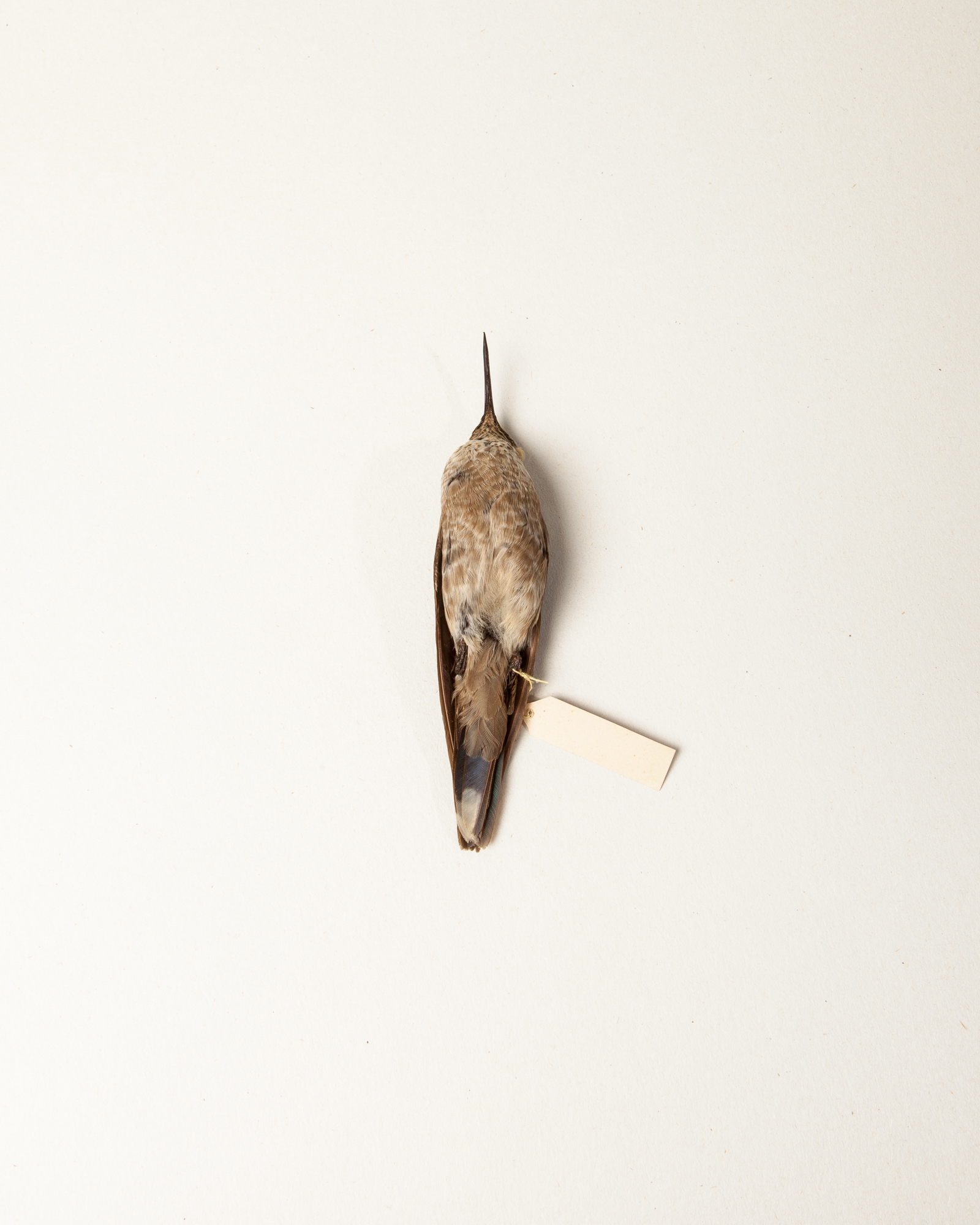 Blue-headed sapphire