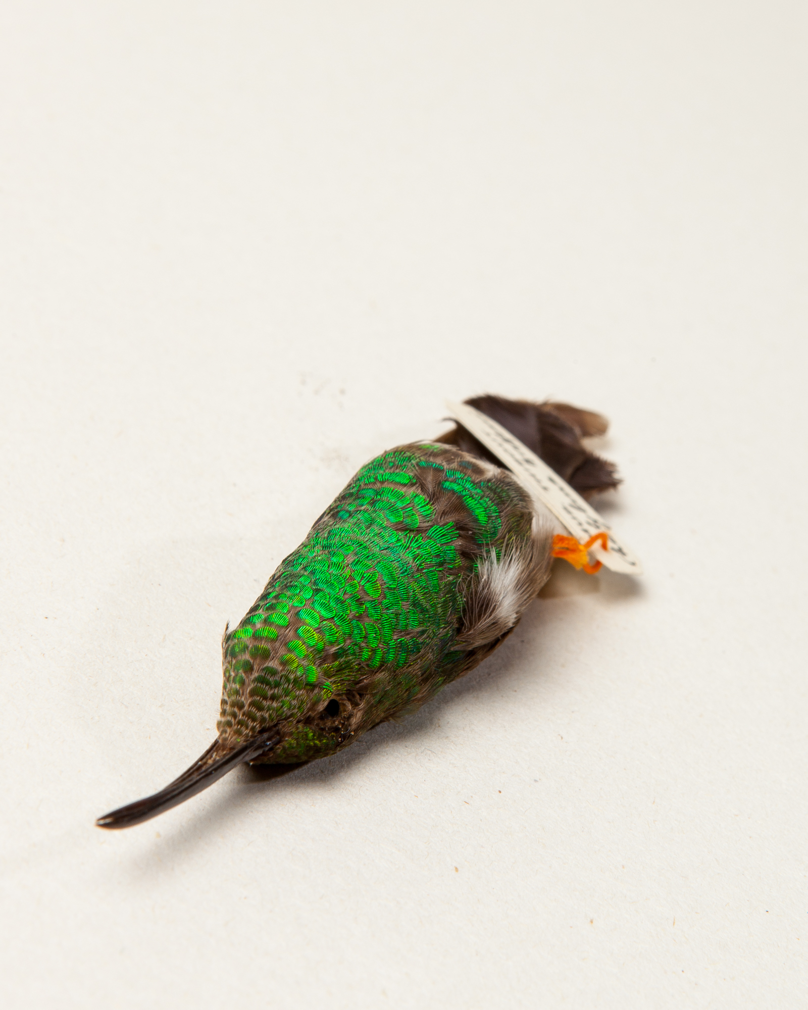 White-vented plumeleteer