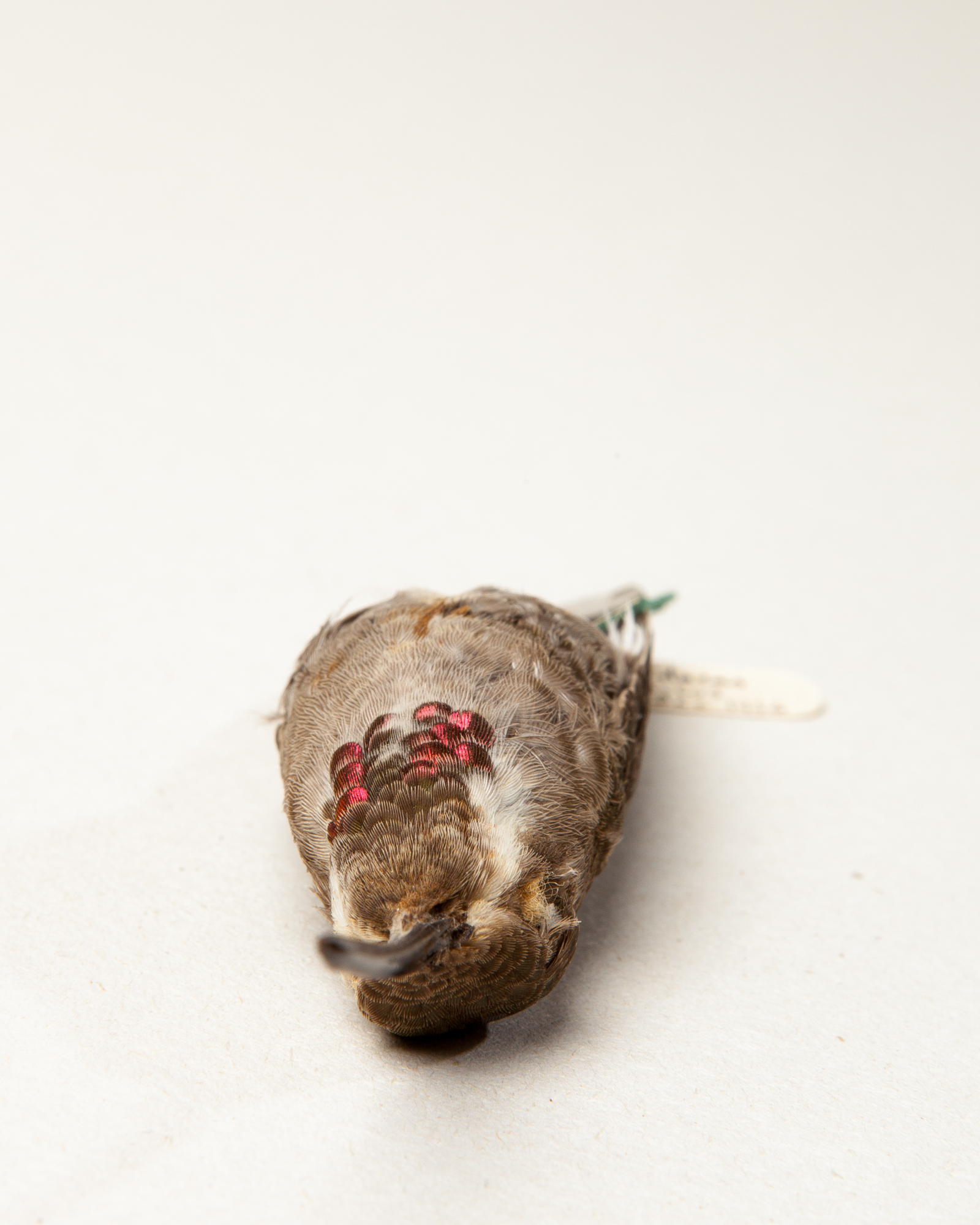 Plain-capped starthroat