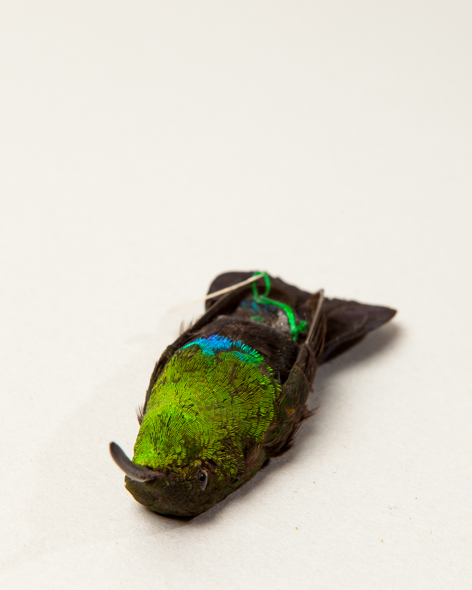 Green-throated carib