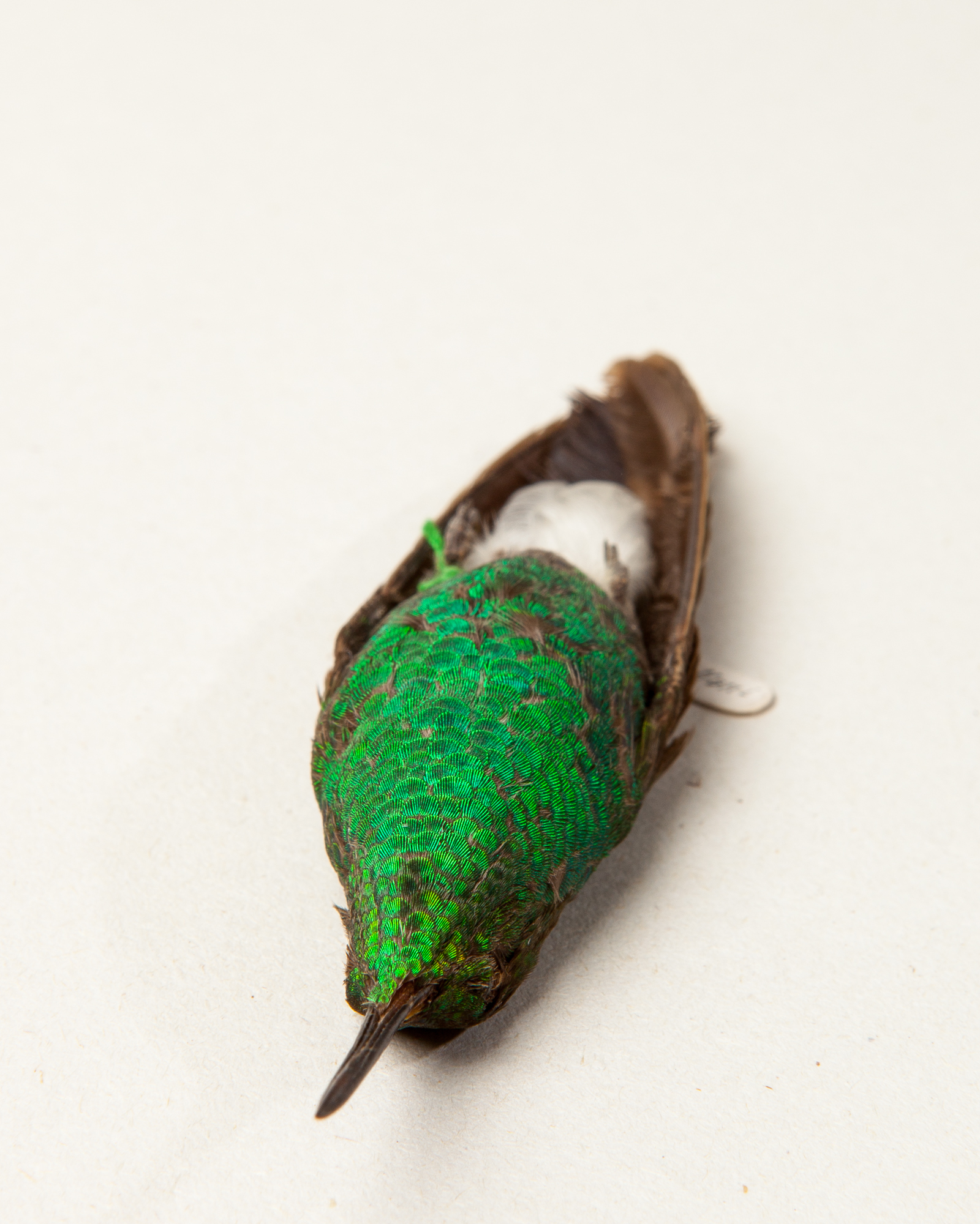 White-vented plumeleteer