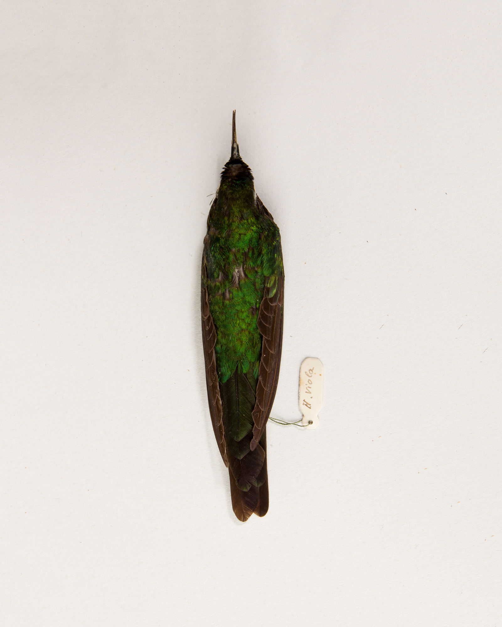 Purple-throated sunangel