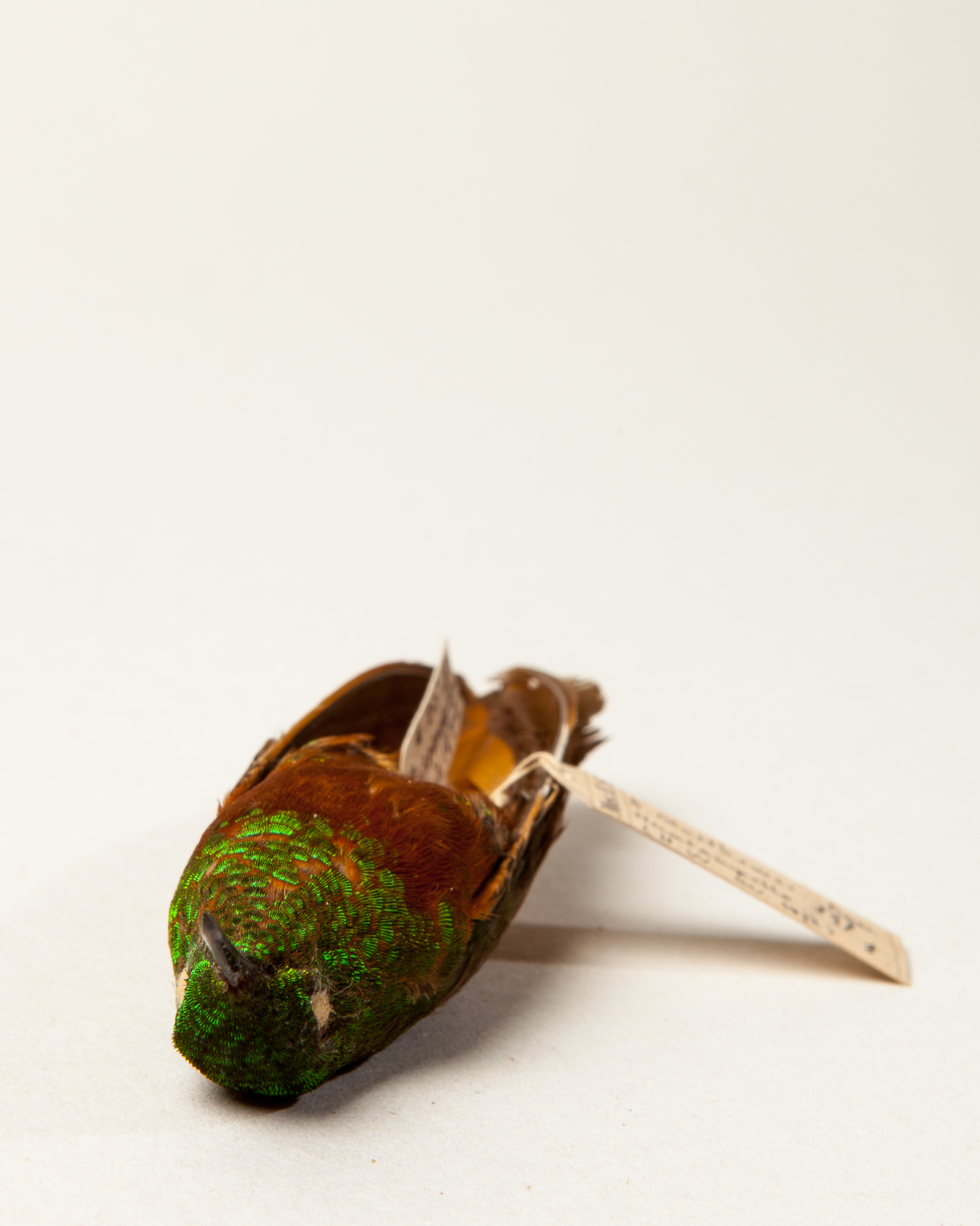 Chestnut-breasted coronet