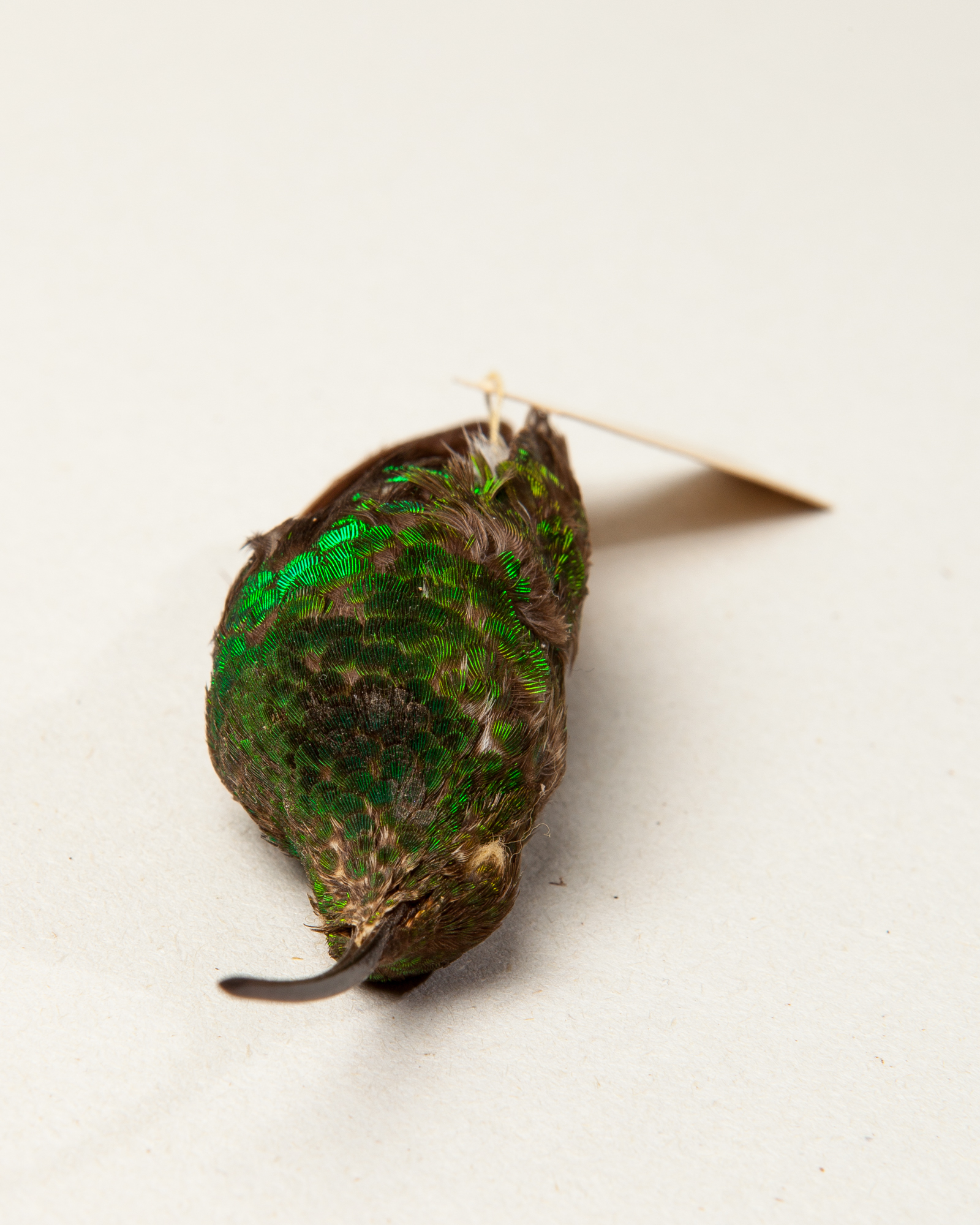 Mountain velvetbreast