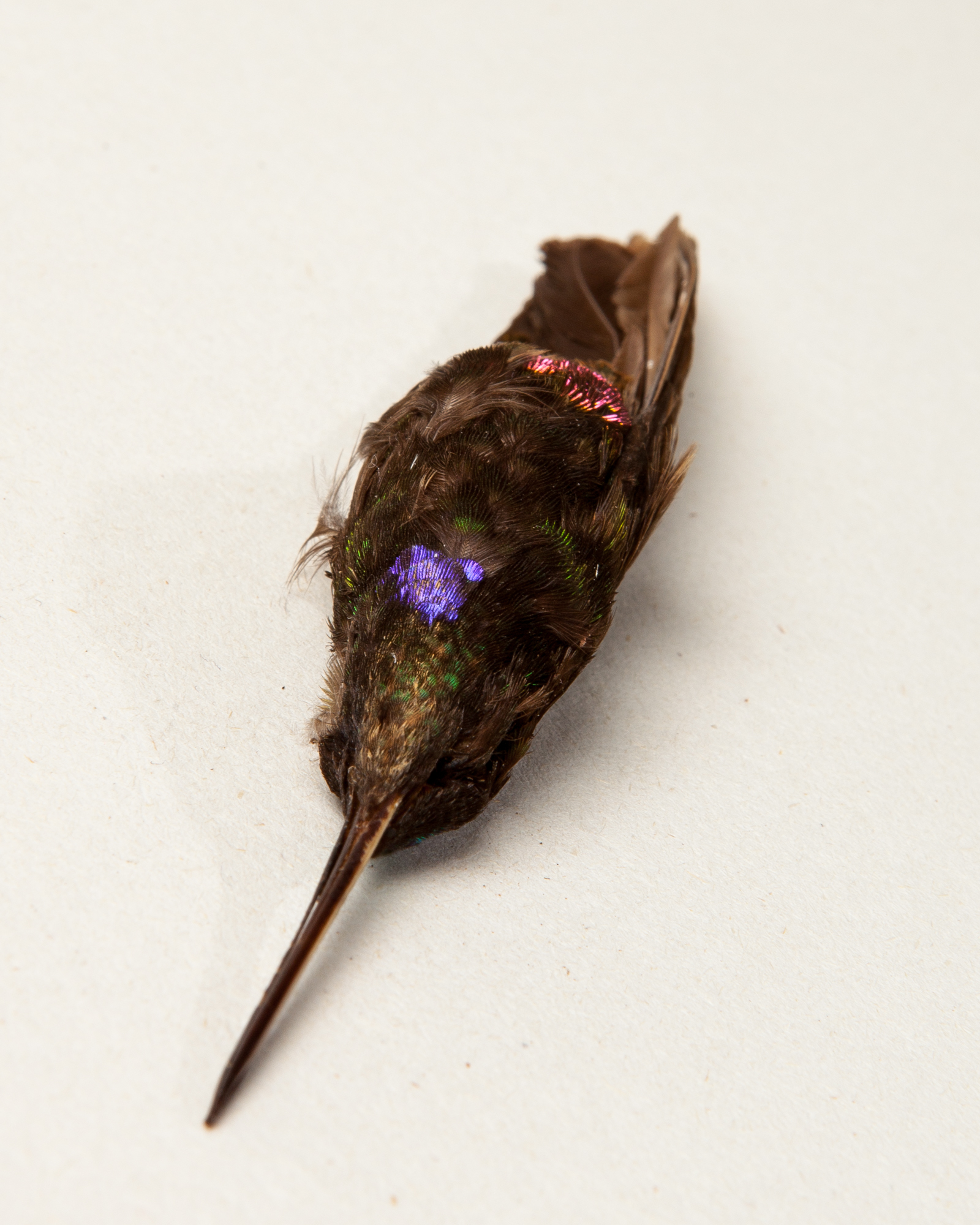 Blue-throated starfrontlet