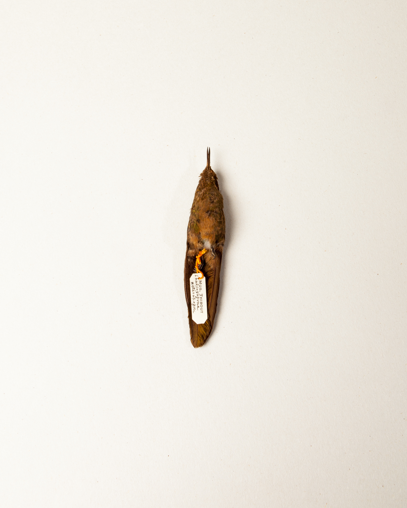 Bronze-tailed thornbill