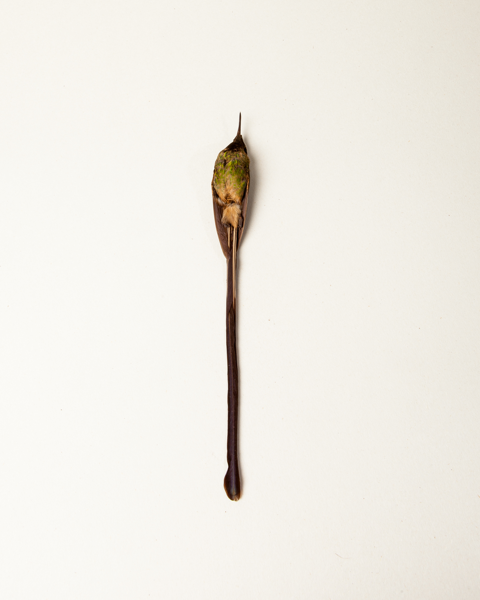 Black-tailed trainbearer