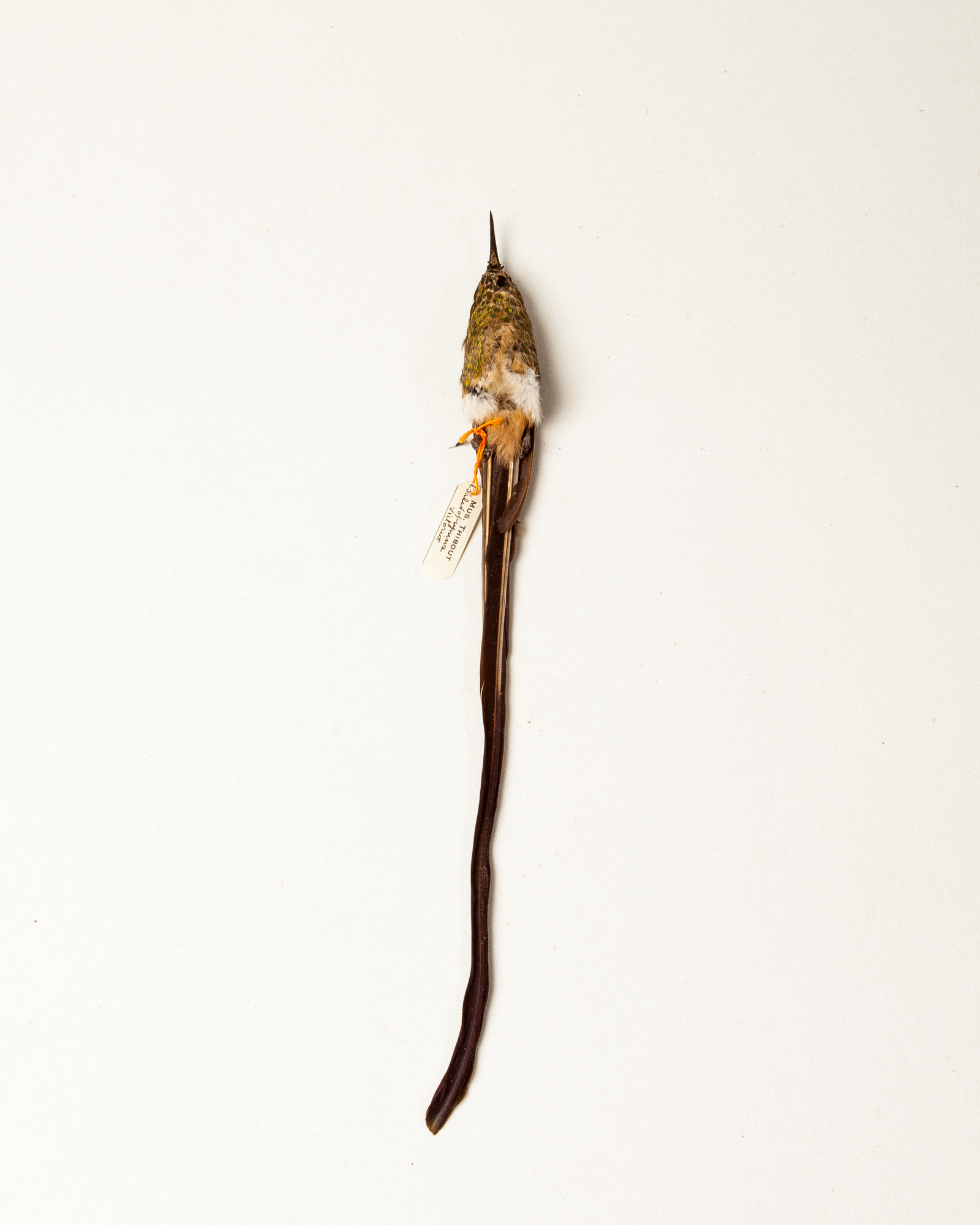 Black-tailed trainbearer