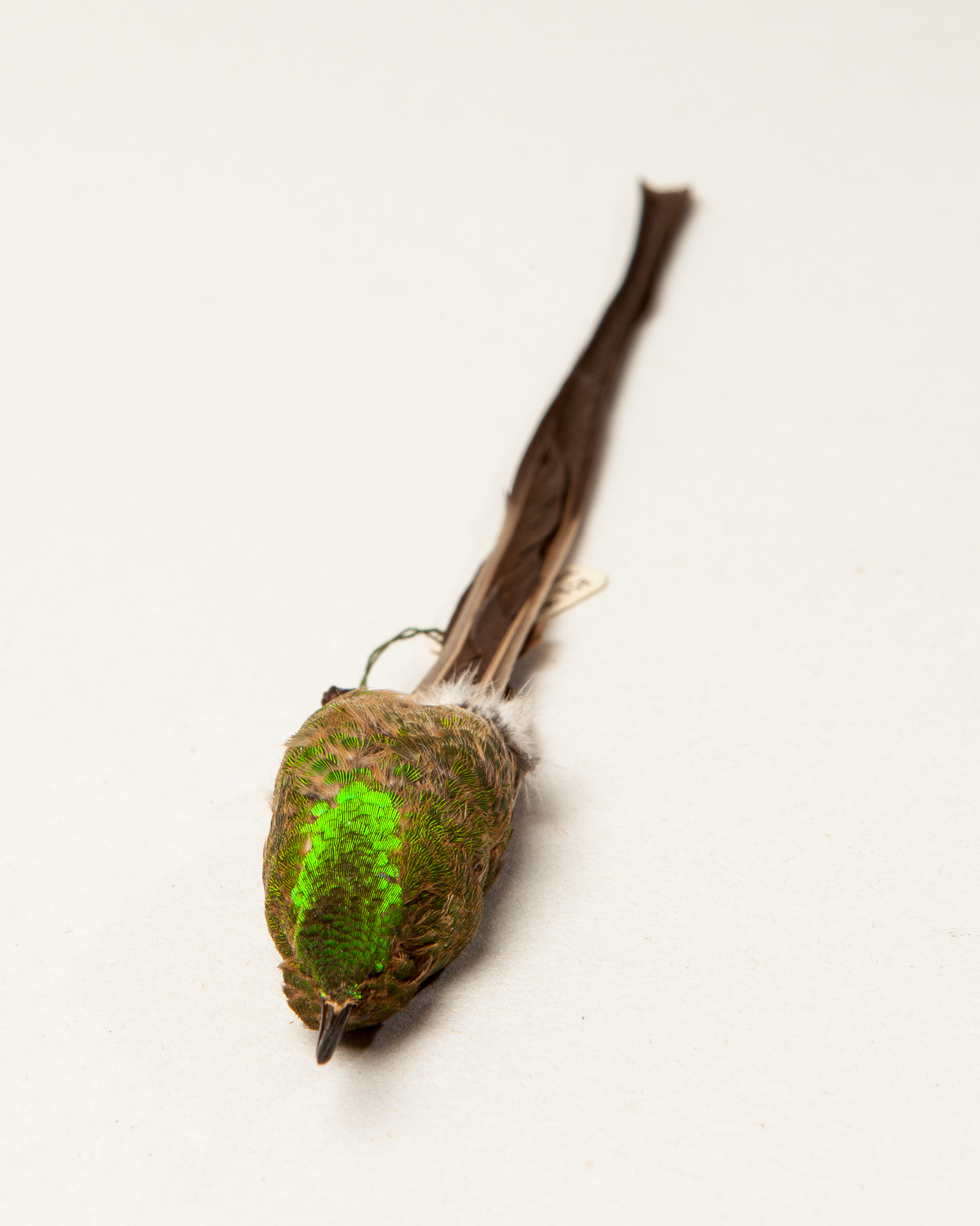 Black-tailed trainbearer