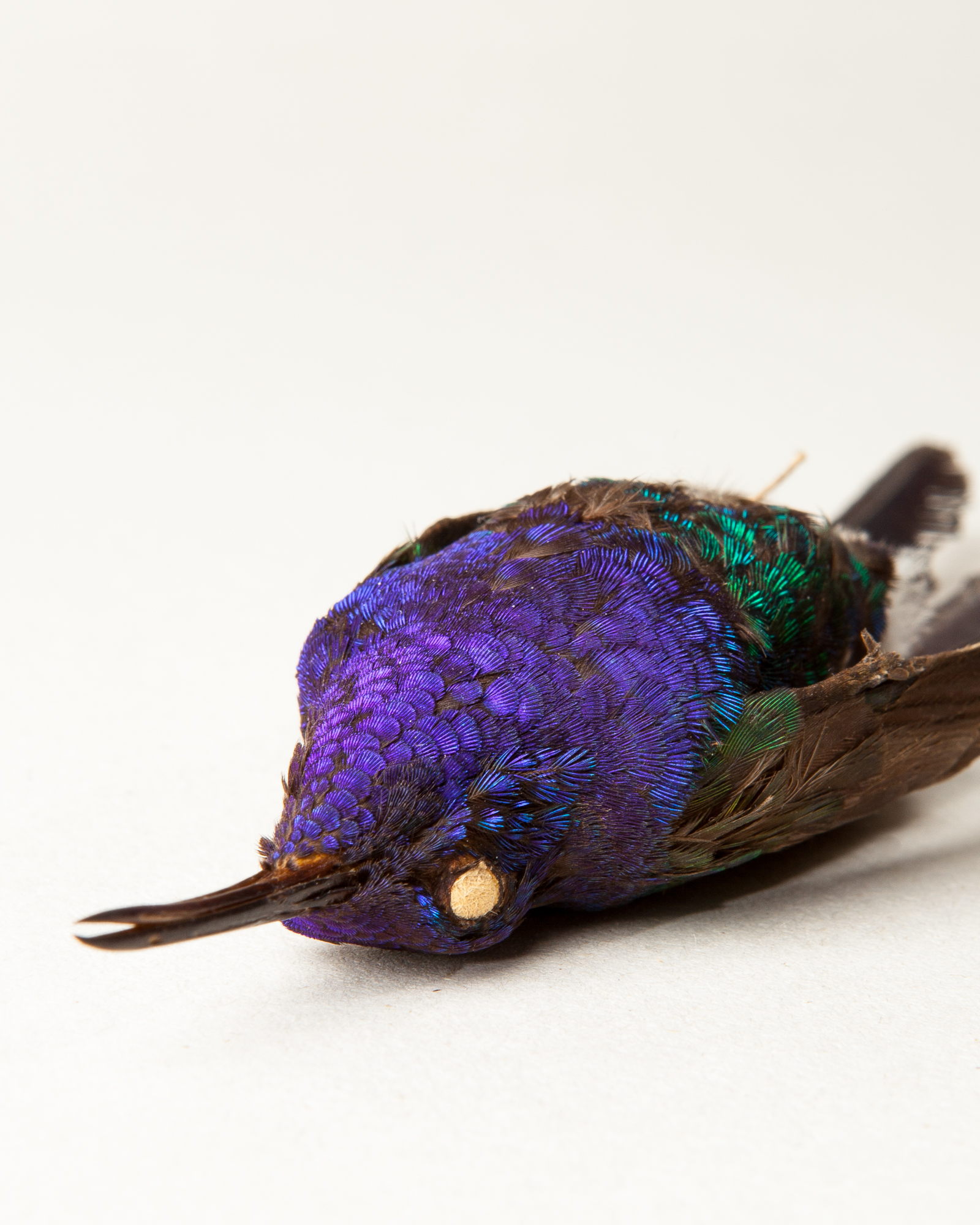 Swallow-tailed Hummingbird