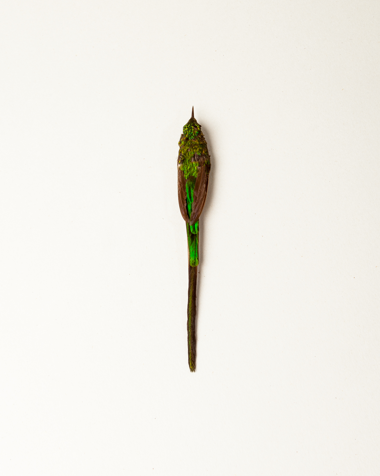 Long-tailed sylph