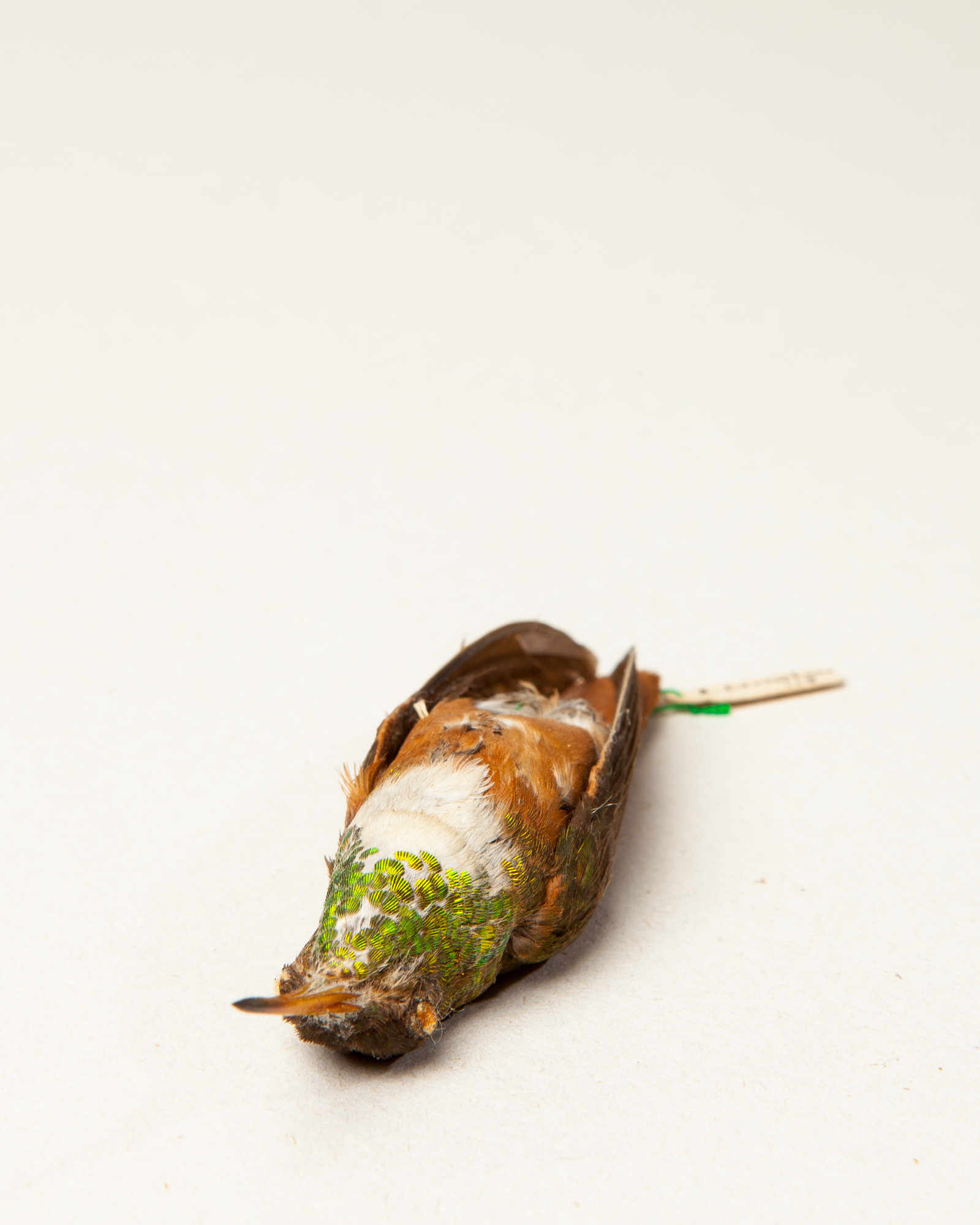 Amazilia hummingbird