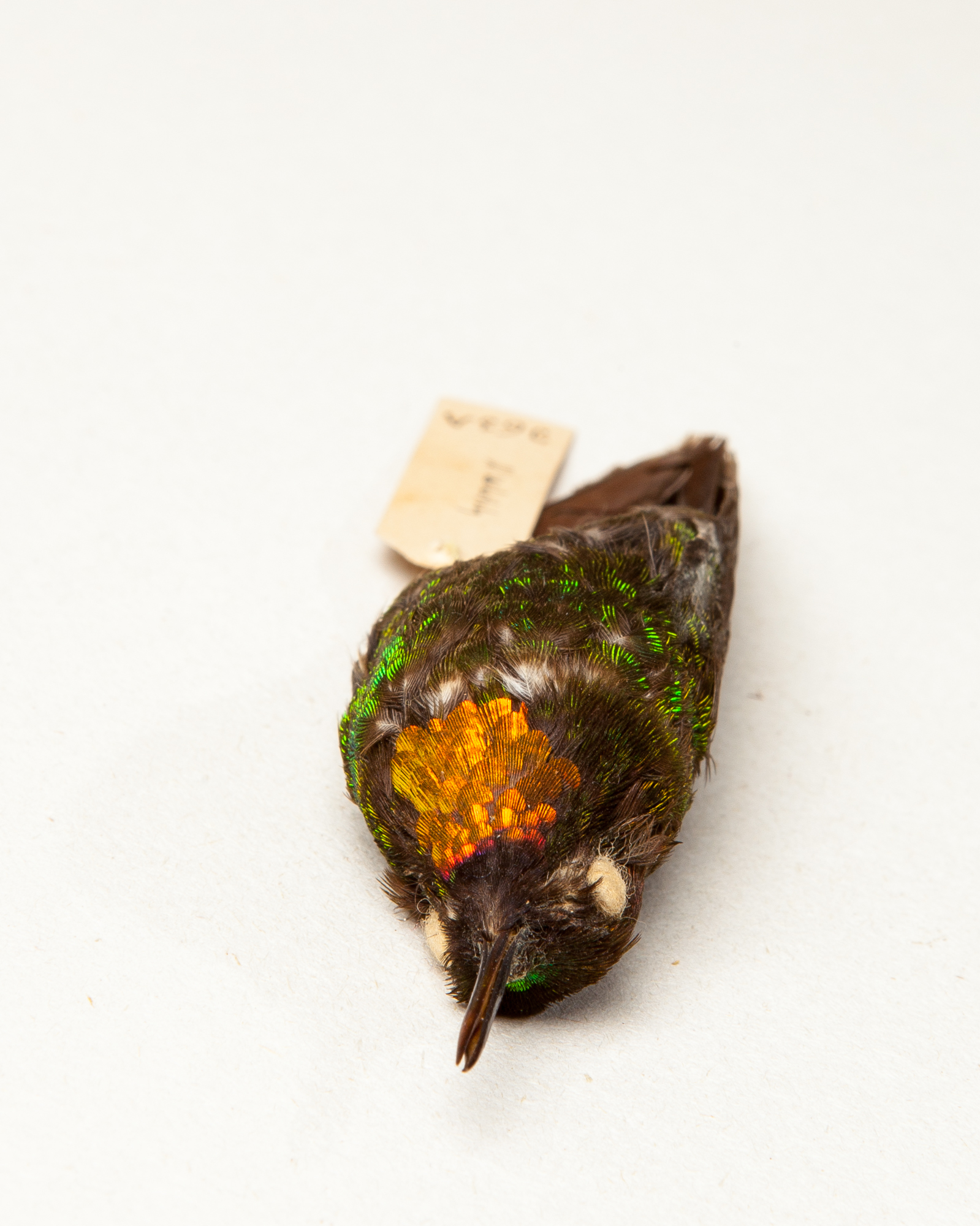 Flame-throated sunangel