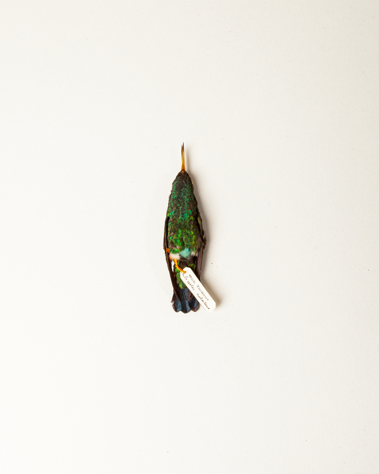 Blue-chinned sapphire