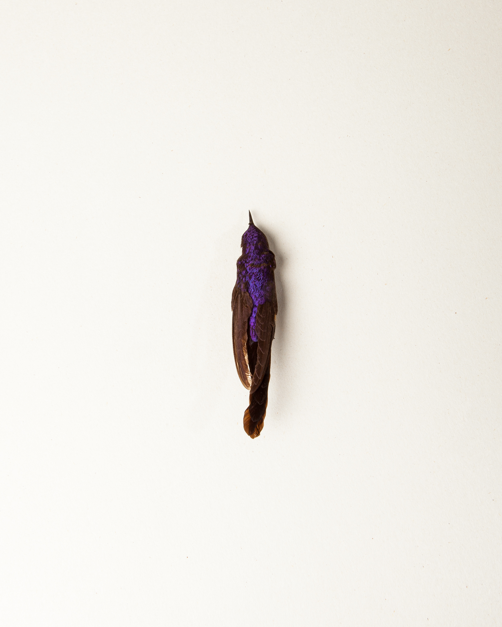 Purple-backed Thornbill