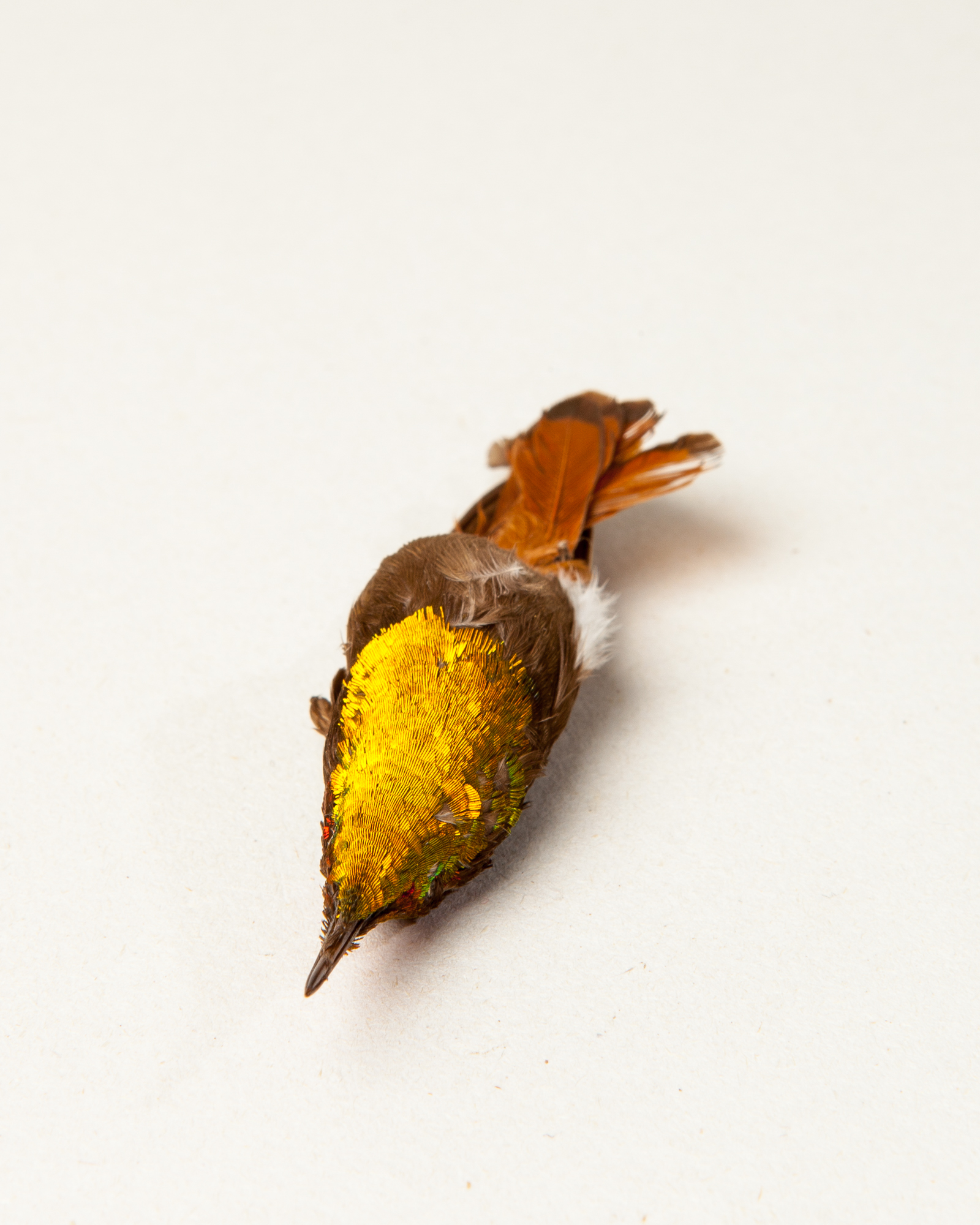 Ruby-topaz Hummingbird Skin