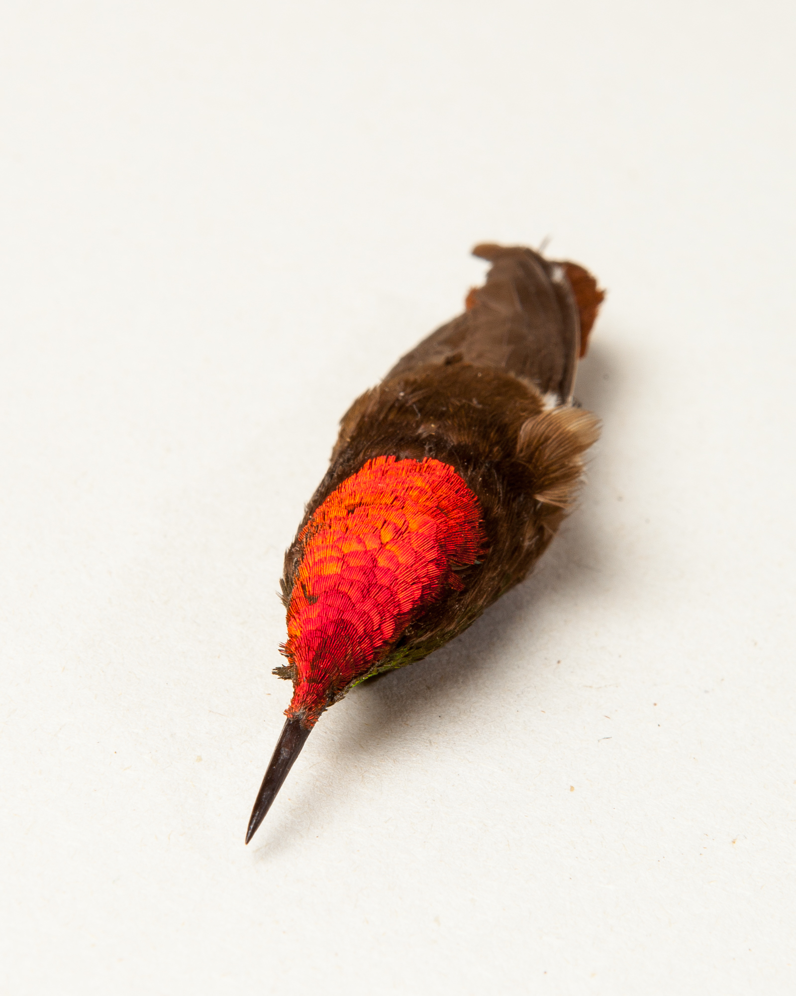 Ruby-topaz Hummingbird Skin