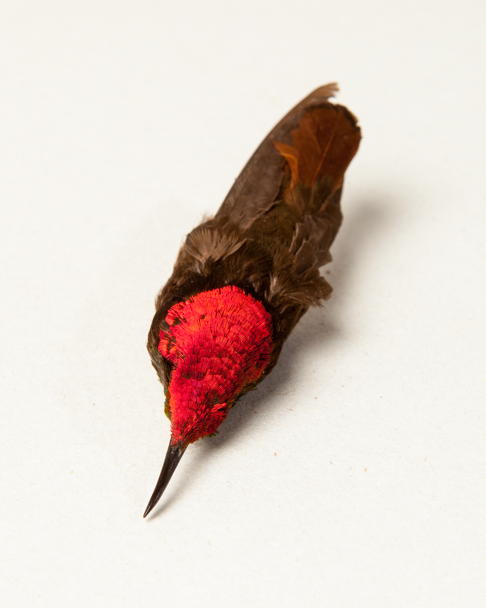 Ruby-topaz hummingbird skin