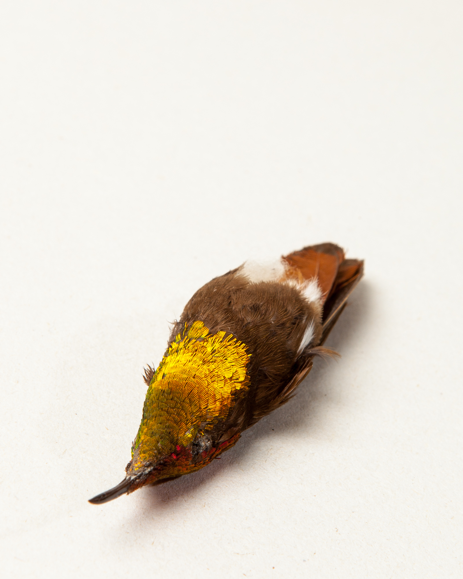 Ruby-topaz hummingbird skin