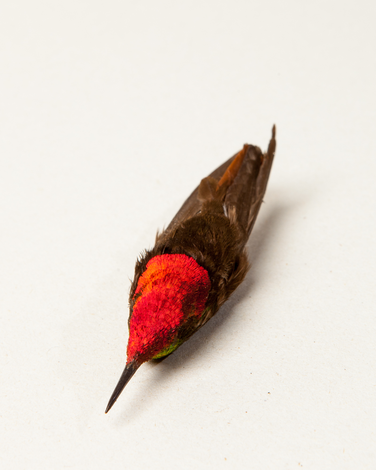 Ruby-topaz hummingbird skin