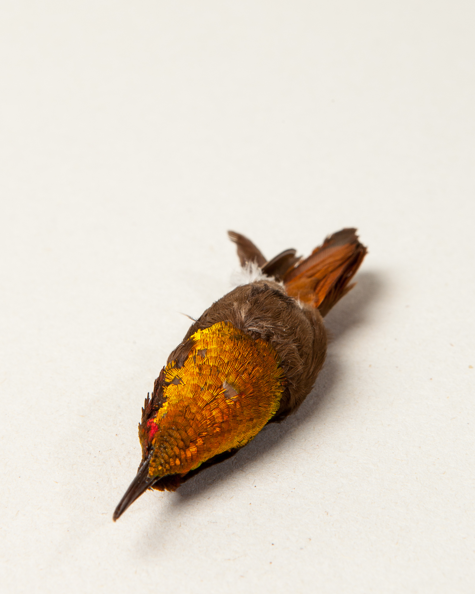 Ruby-topaz hummingbird skin