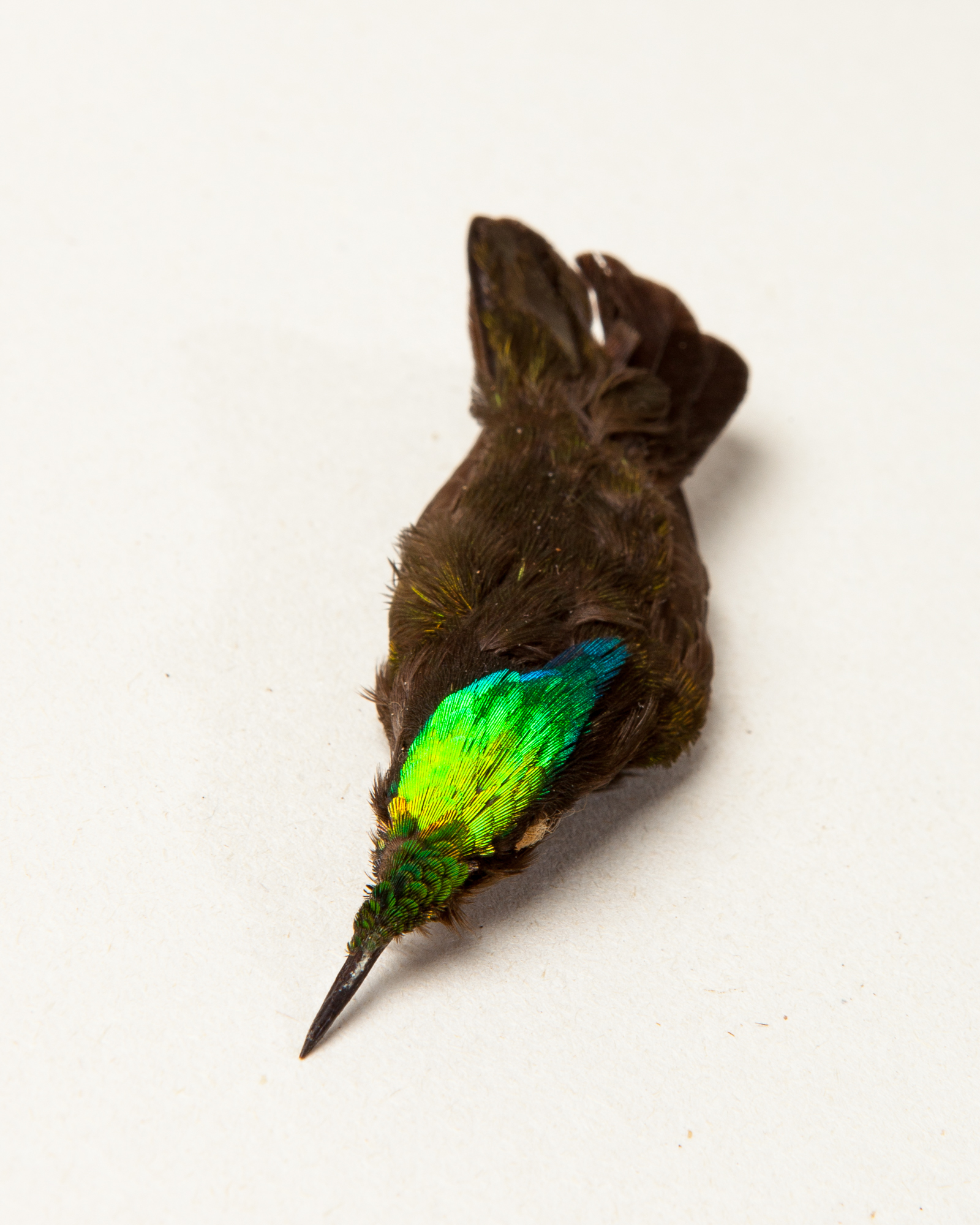 Antillian crested hummingbird