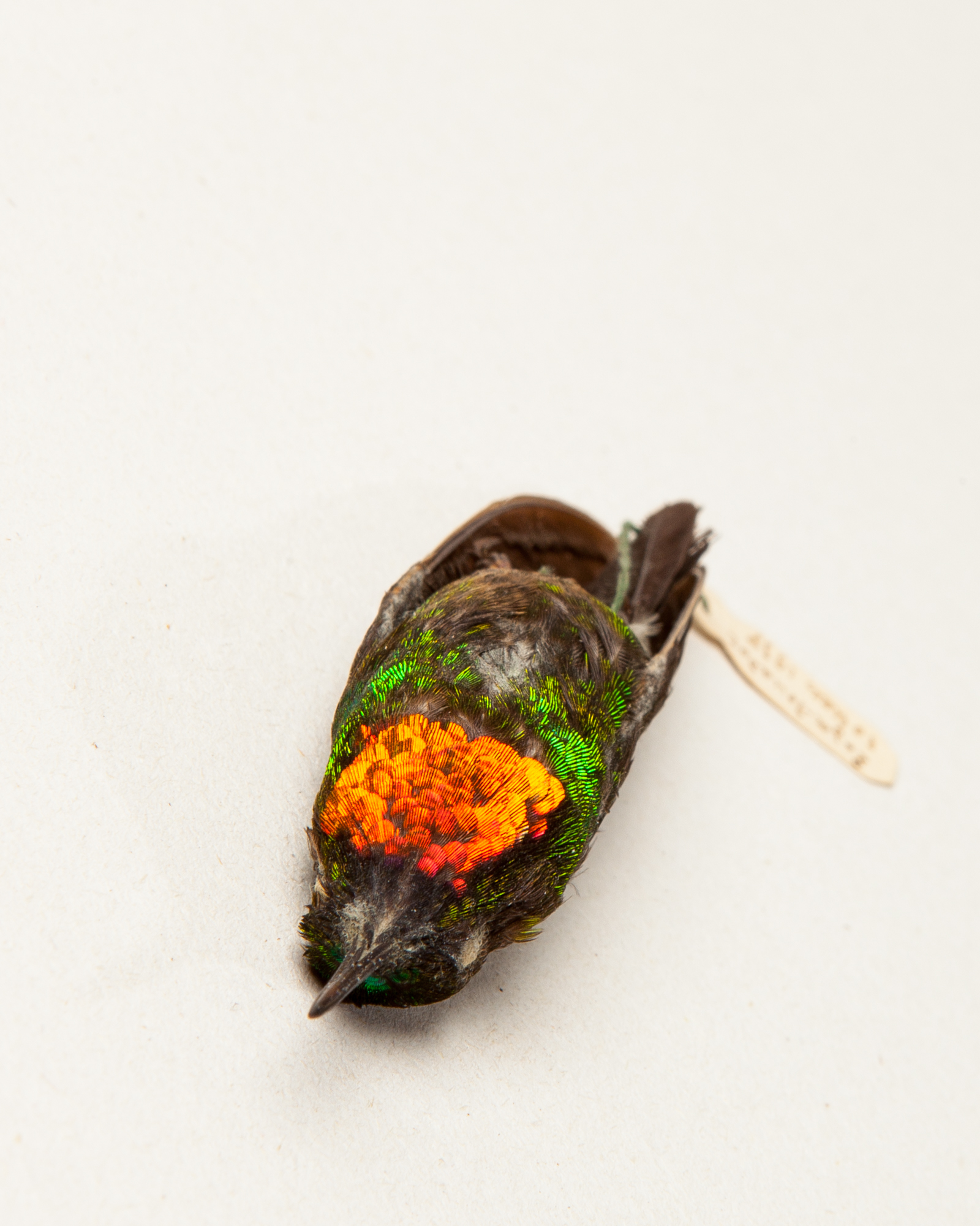 Flame-throated sunangel