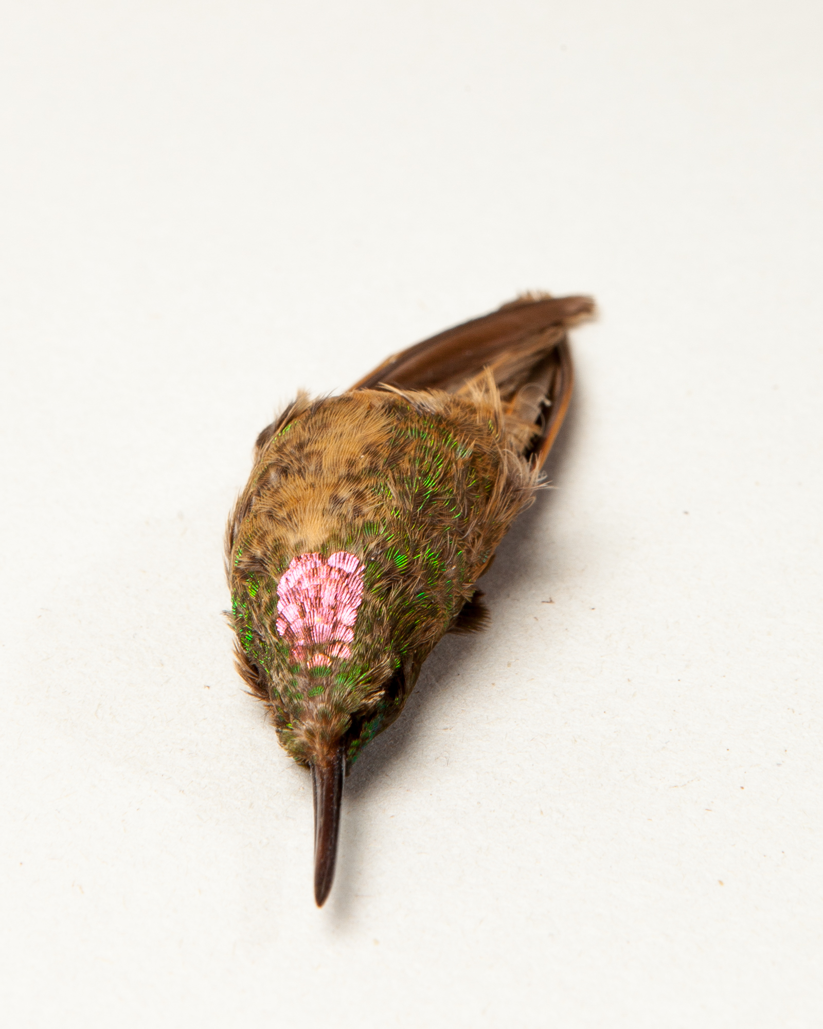 Fawn-breasted brilliant