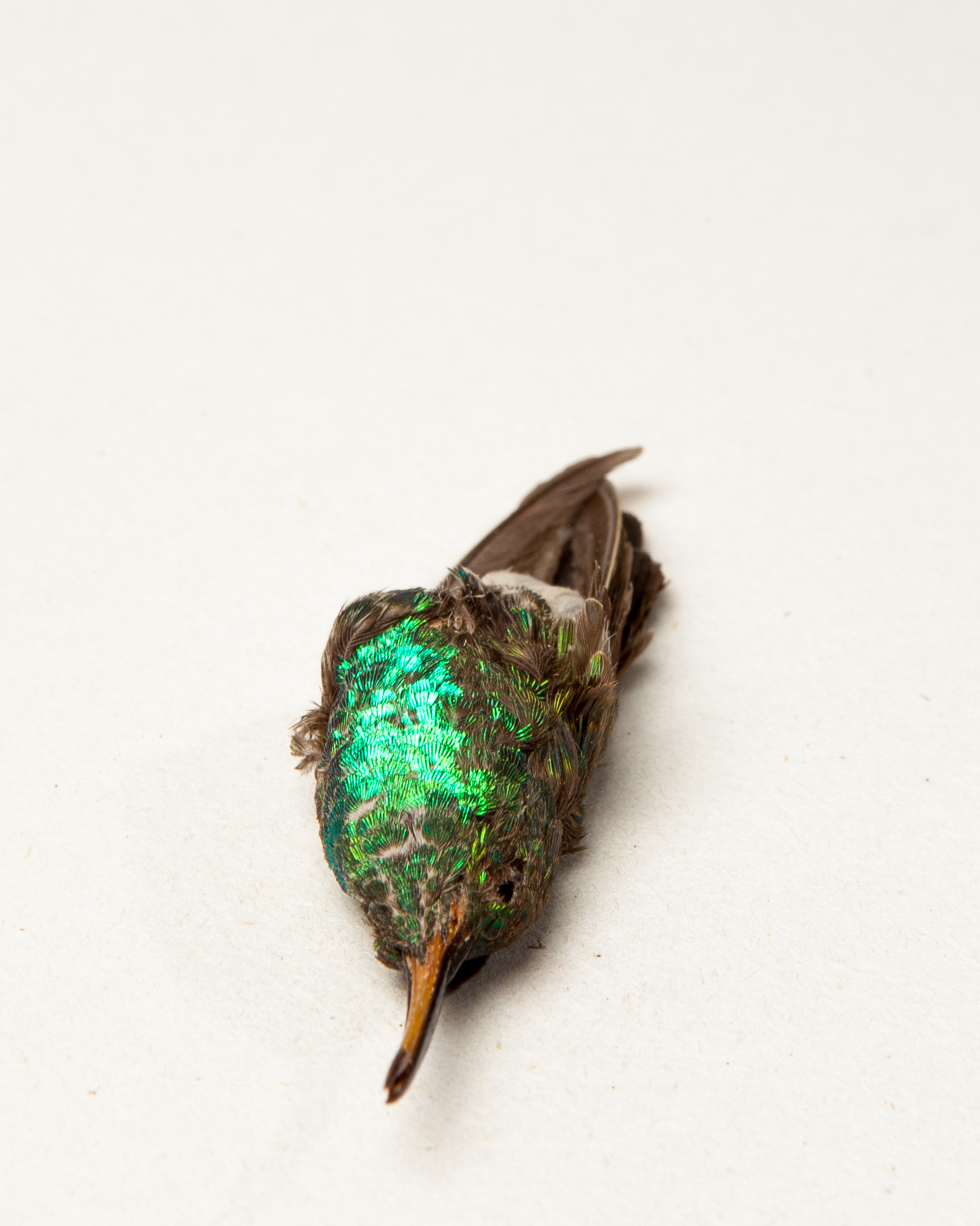 Green-bellied hummingbird