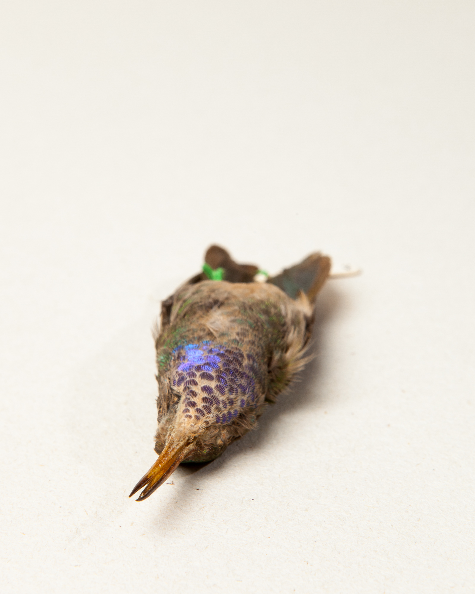 Blue-throated sapphire