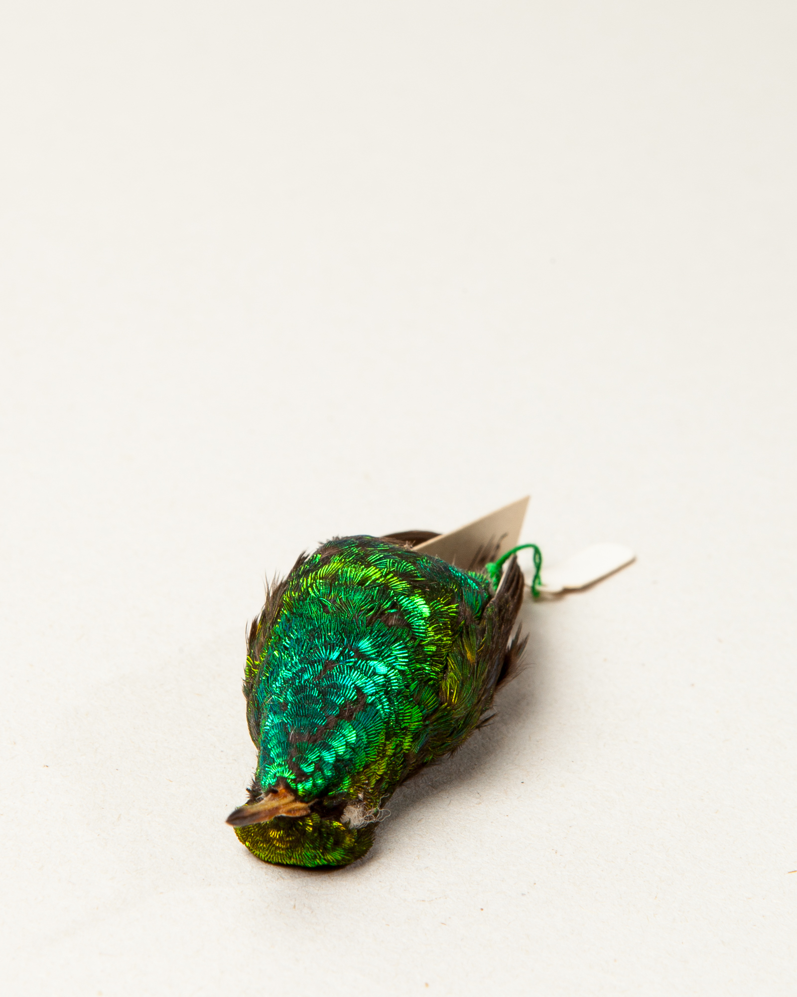 Glittering-bellied emerald