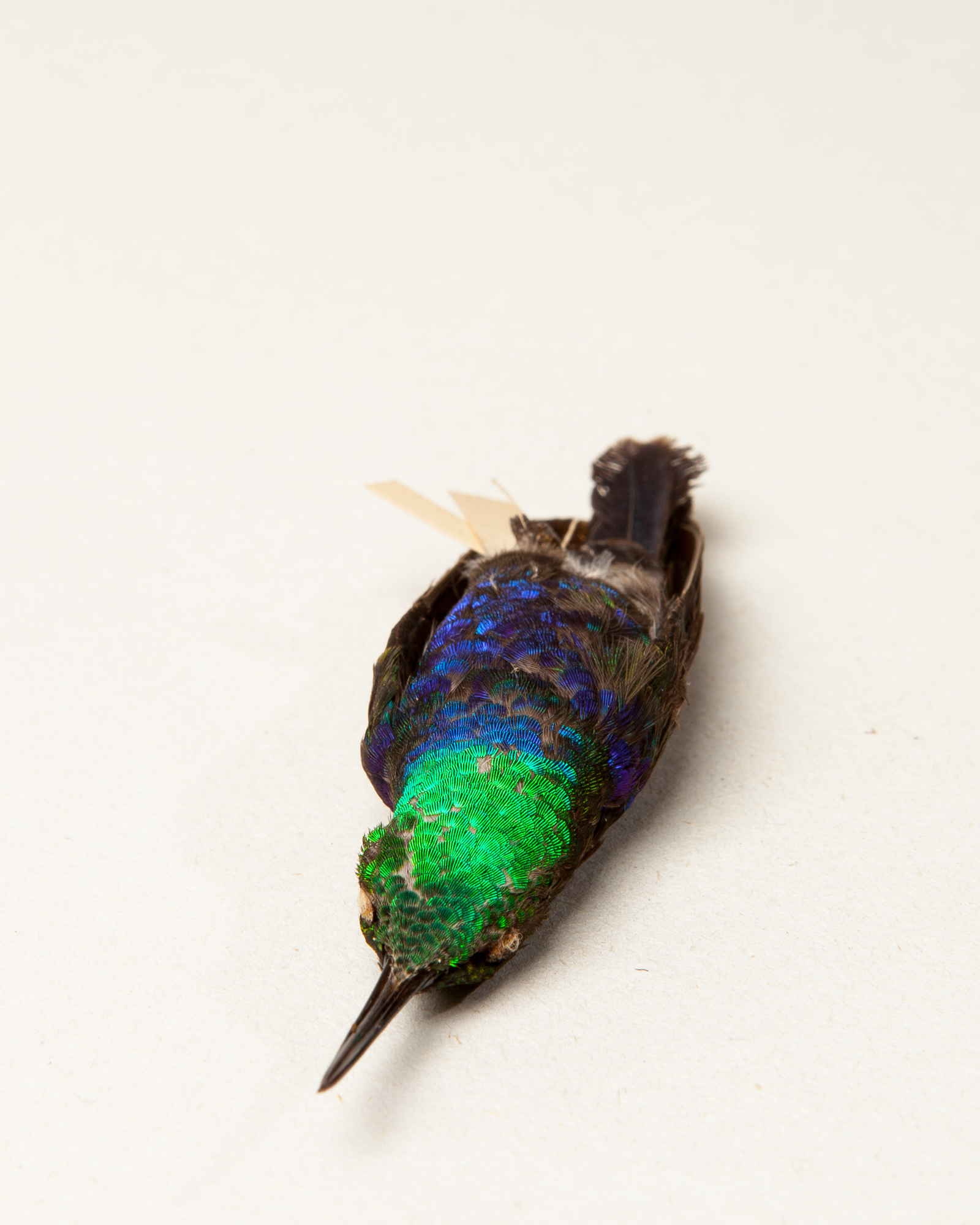 Fork-tailed woodnymph