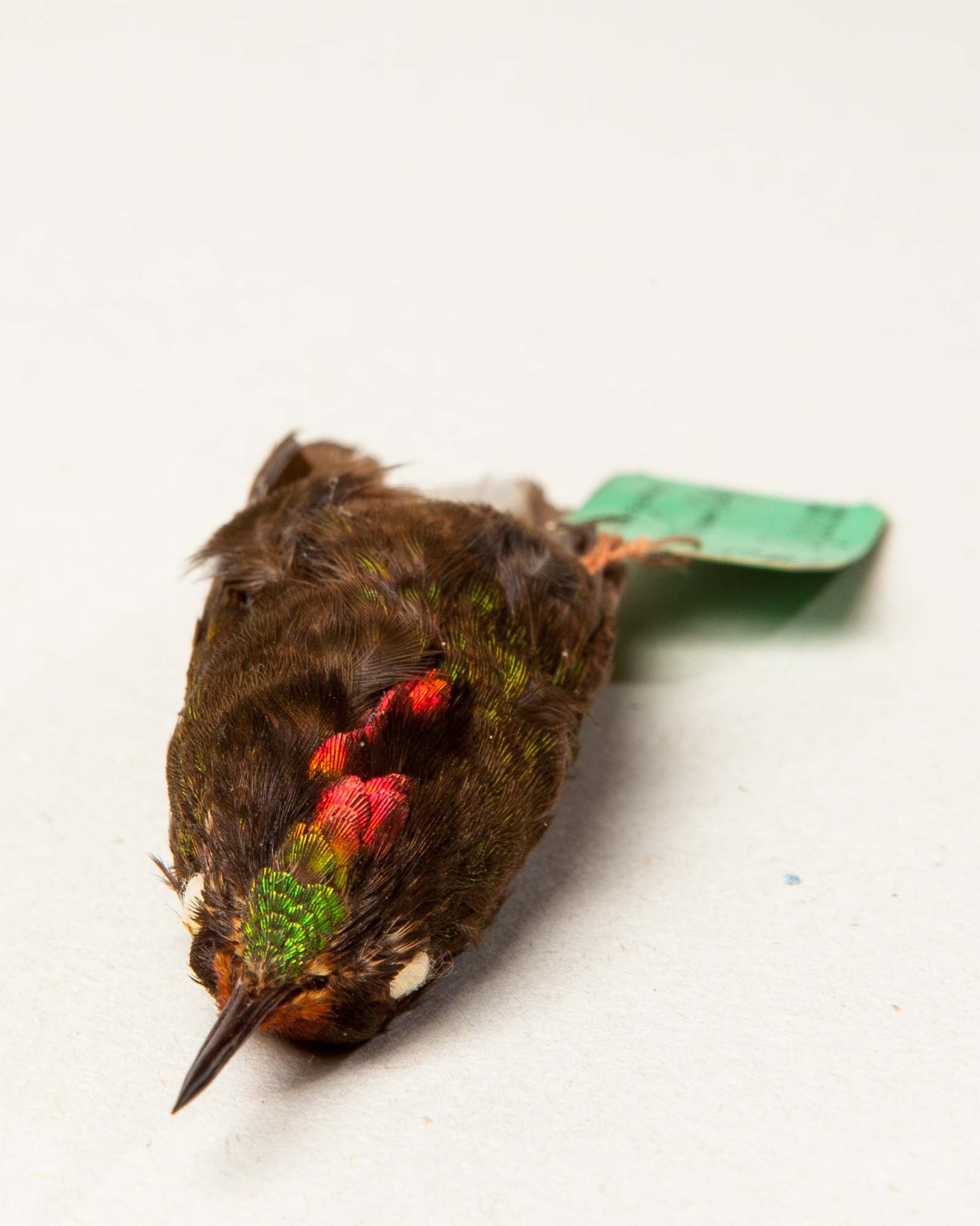 Rainbow-bearded thornbill