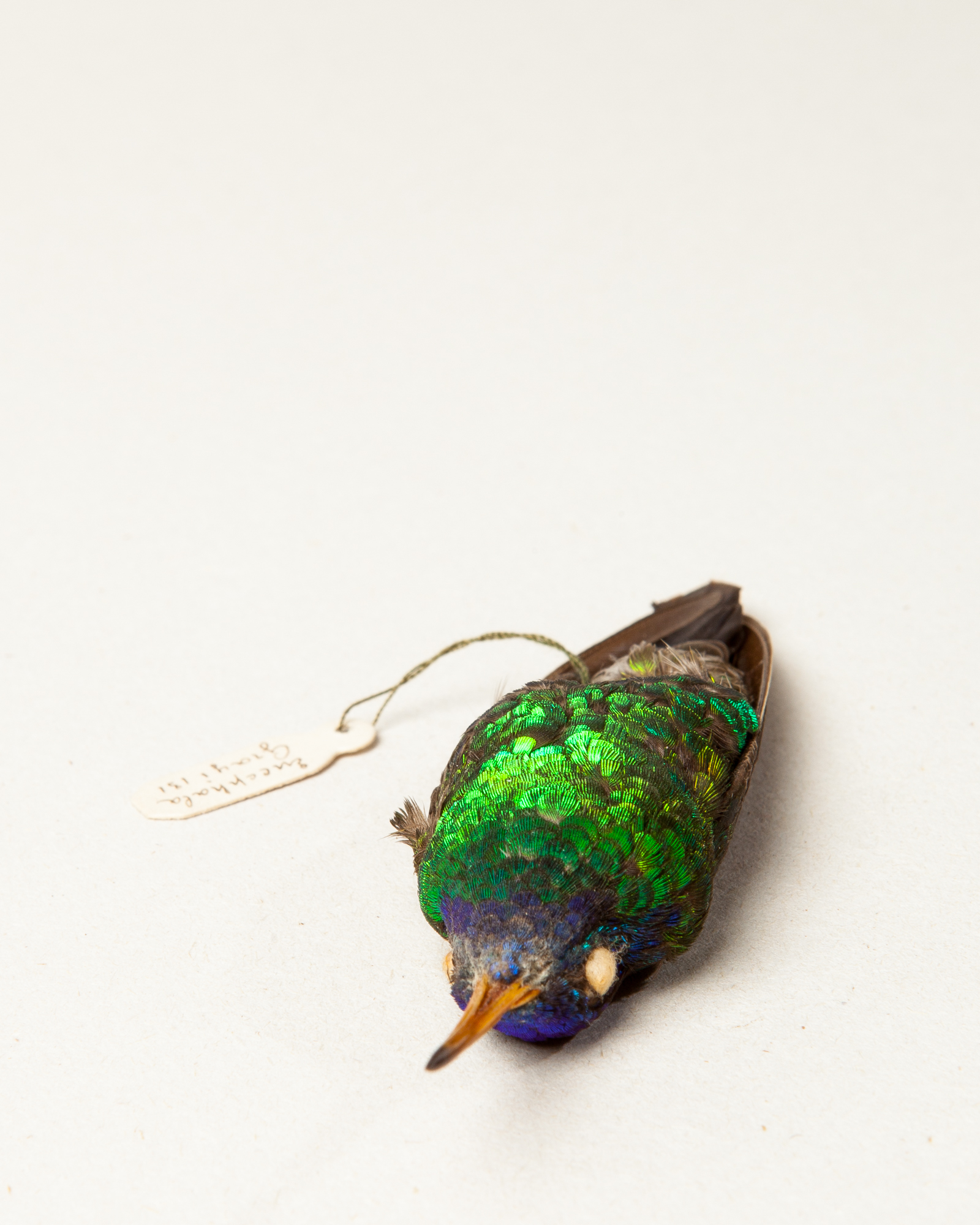 Blue-headed sapphire