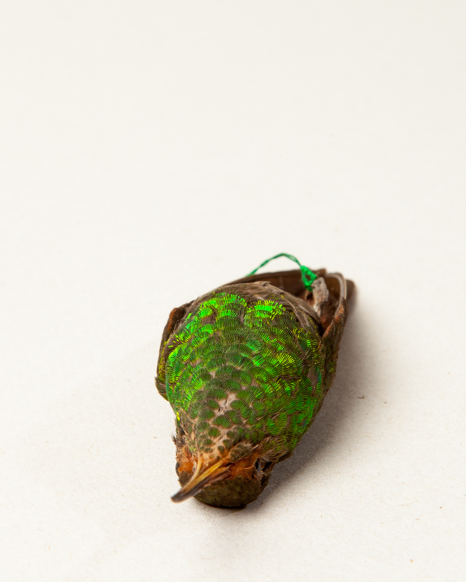 Copper-rumped hummingbird