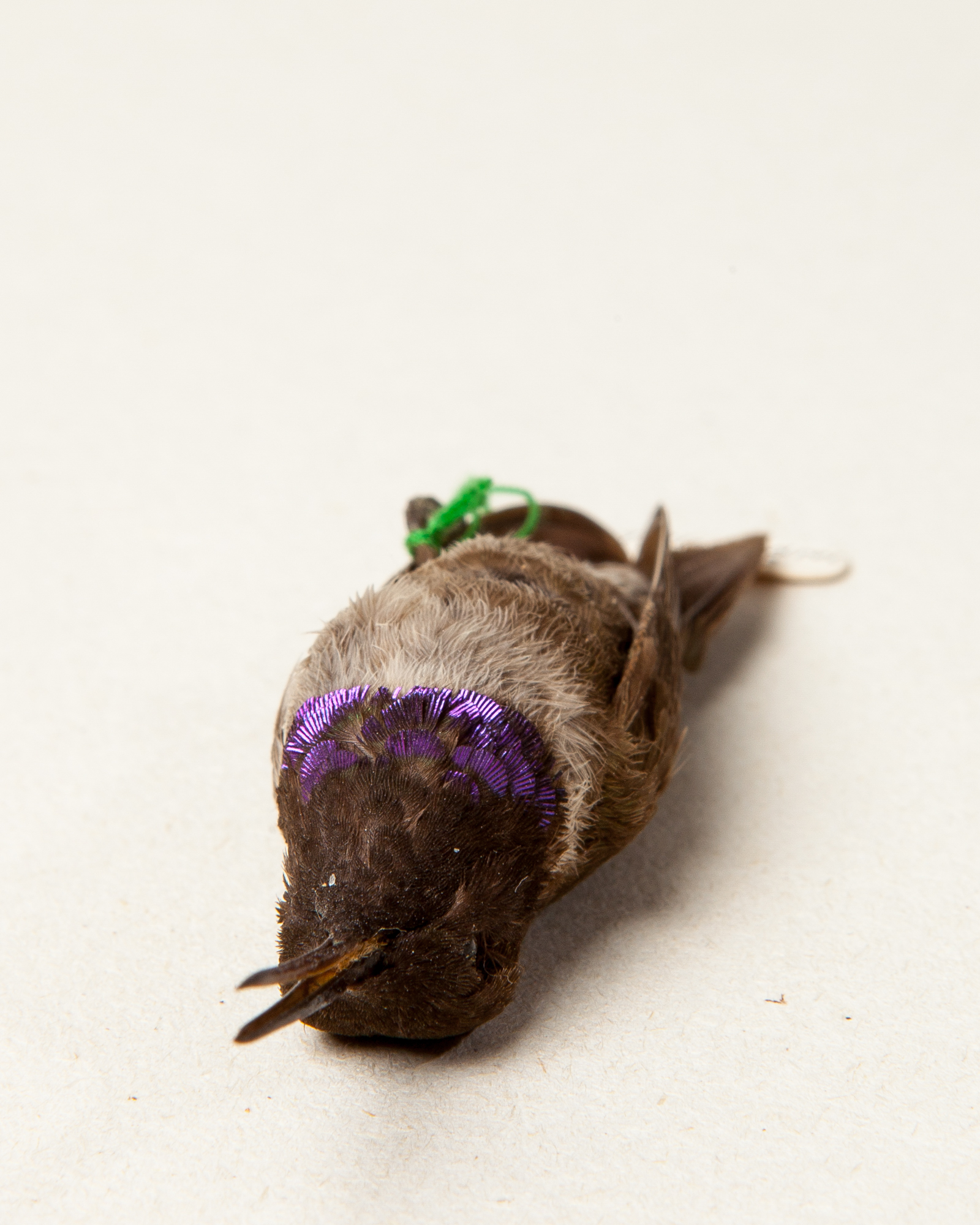 Black-chinned hummingbird