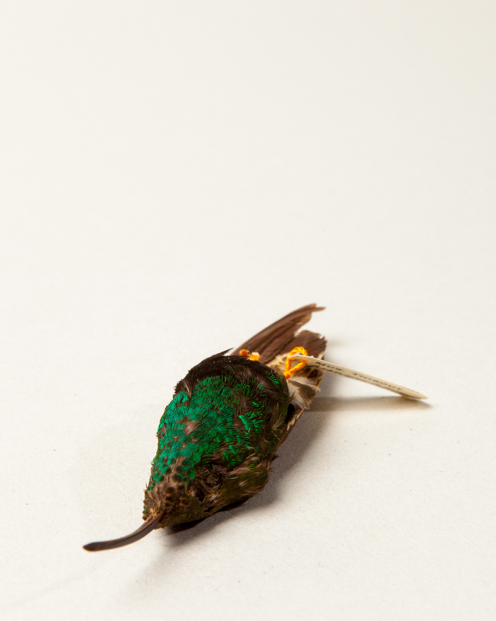 Mountain velvetbreast